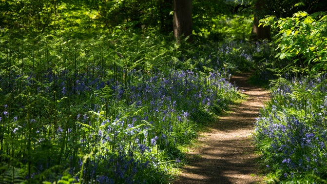 A path leading through the woodland, carpeted with bluebells, at Stoneywell, Leicestershire