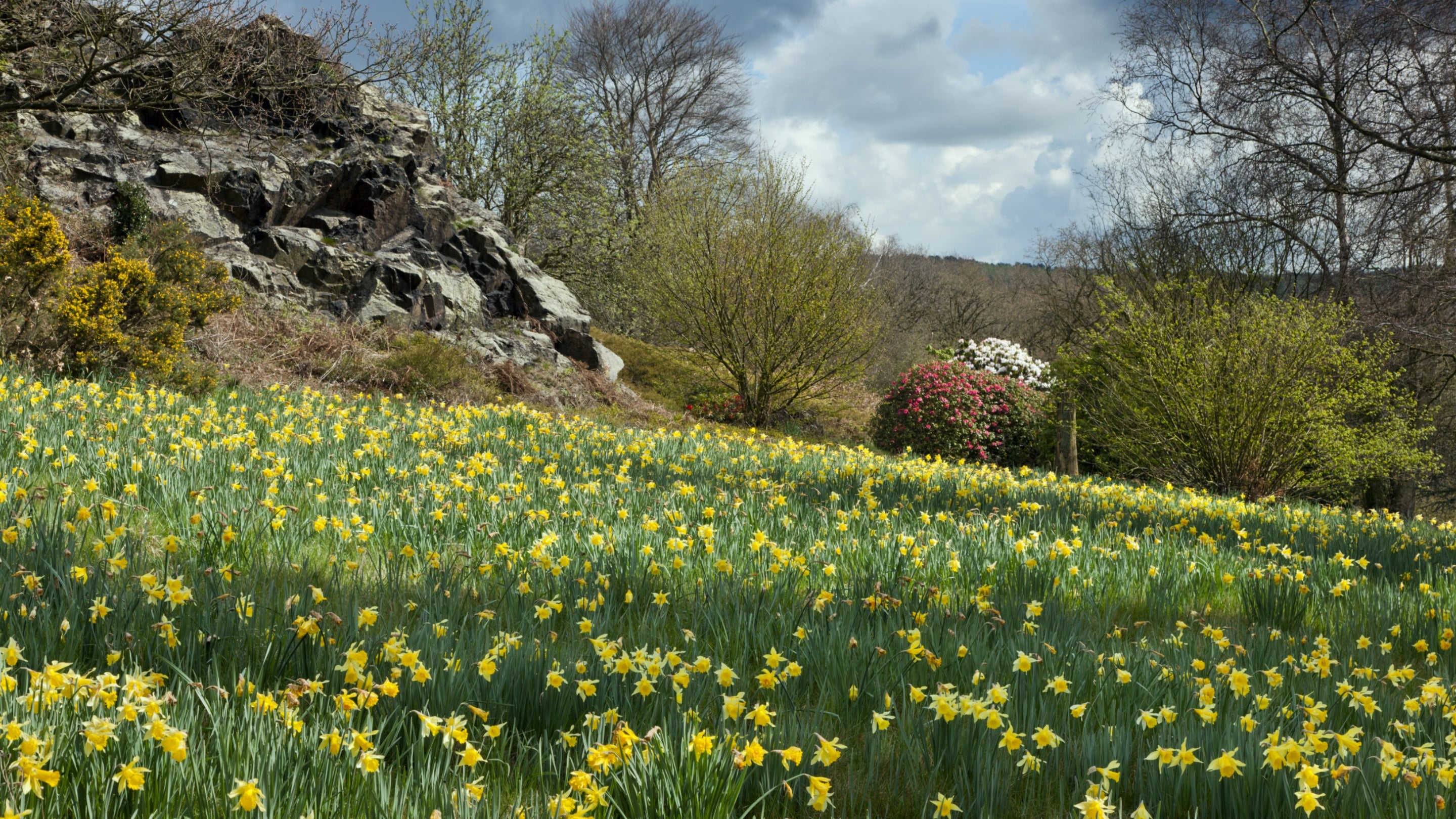 A grass meadow full of bright yellow daffodils, beneath a rocky outcrop. In the distance, a pink rhododendron is in bloom.