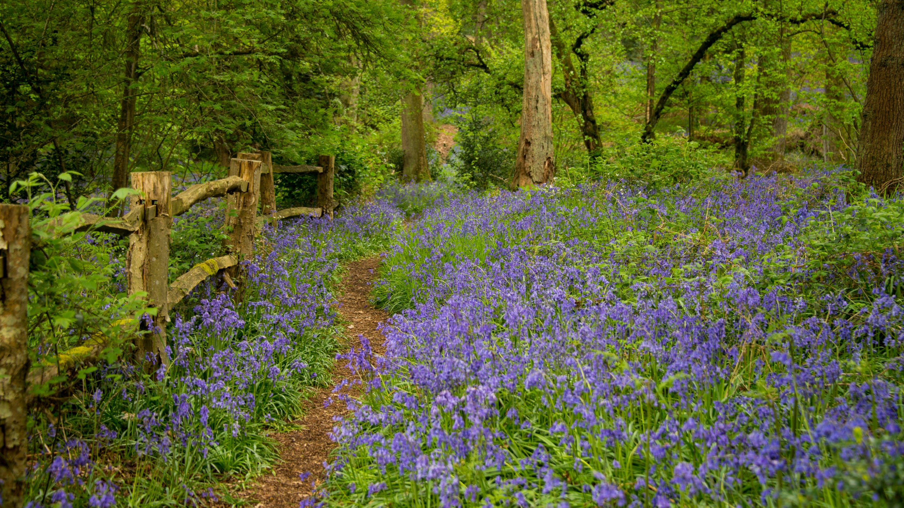Bluebells in the woodland at Stoneywell Leicestershire