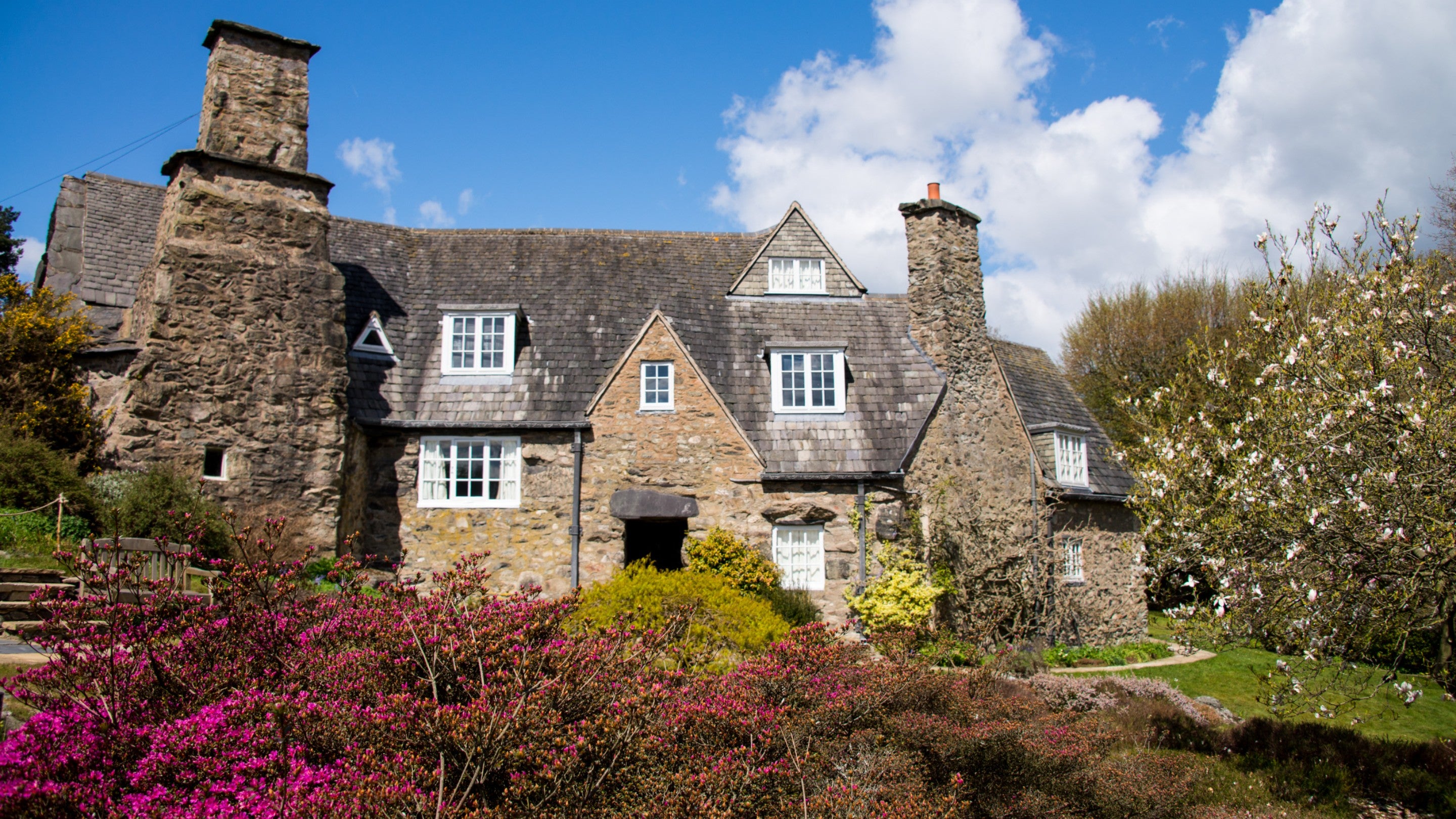 A view of the front of Stoneywell cottage on a sunny day, with a vibrant rhododendron growing in the foreground and blue sky above.