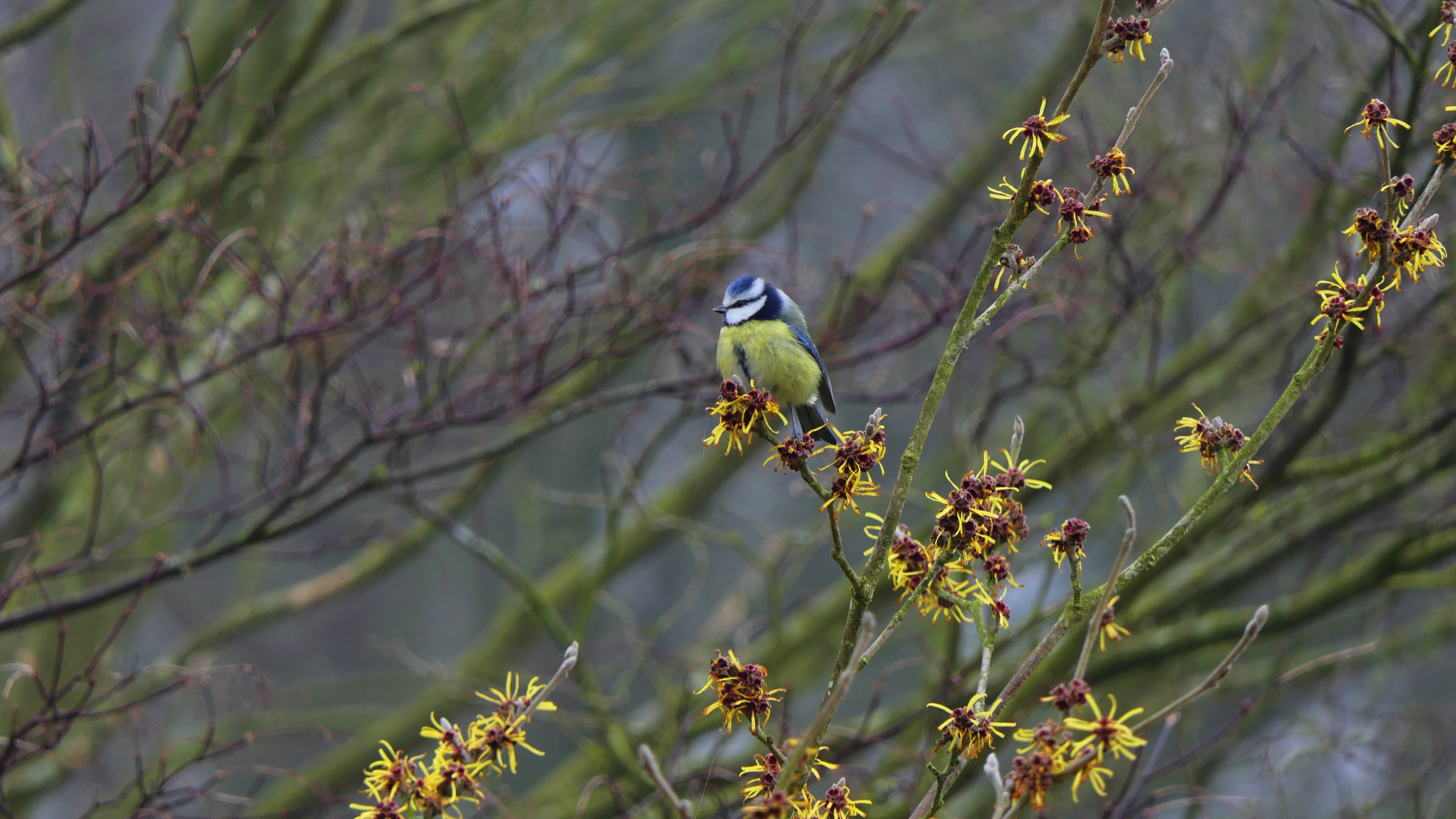 Bluetit perched on witch hazel in the trees at Stoneywell, Leicestershire