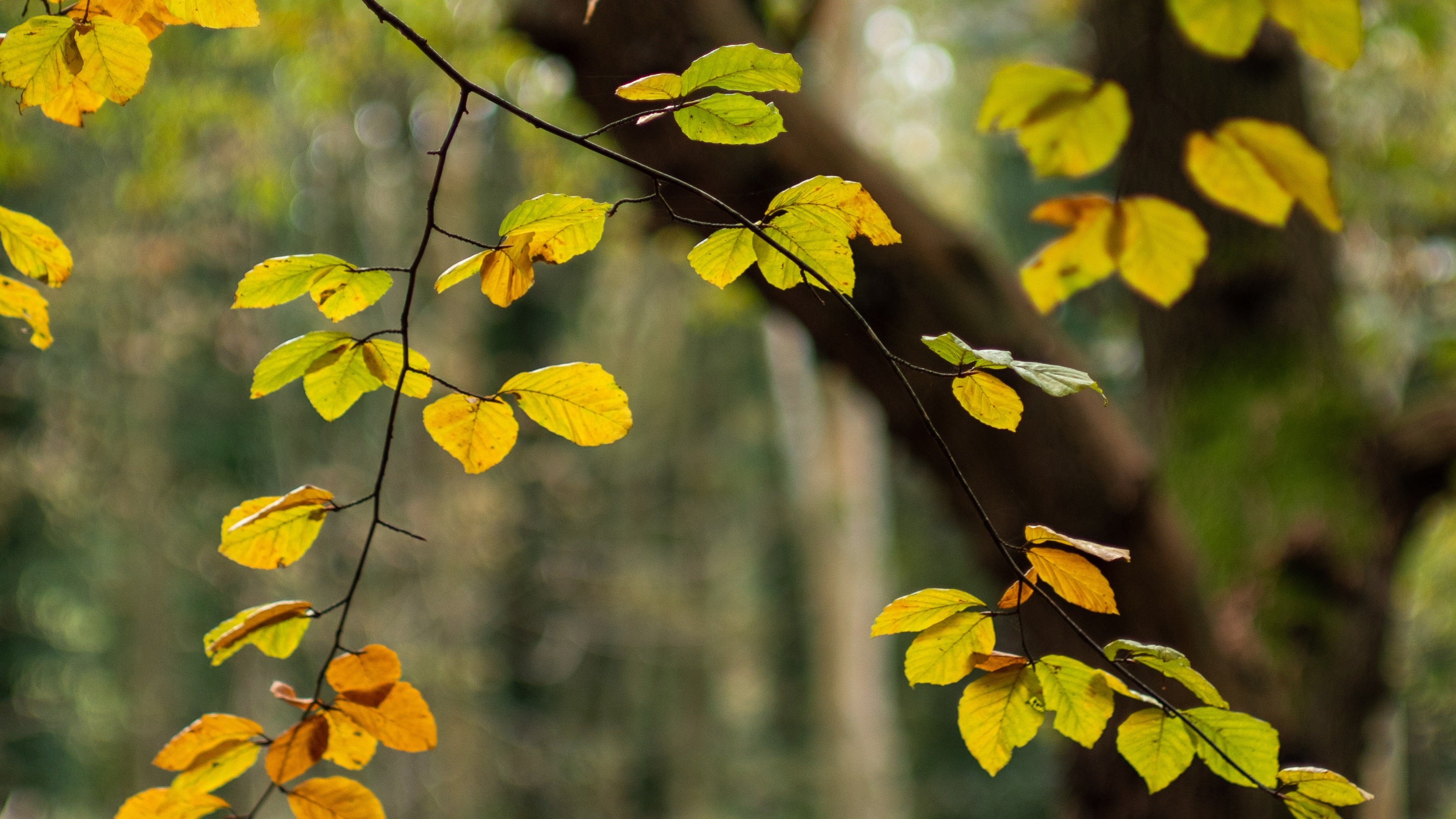Image shows close up of leaves on a branch of a beech tree.