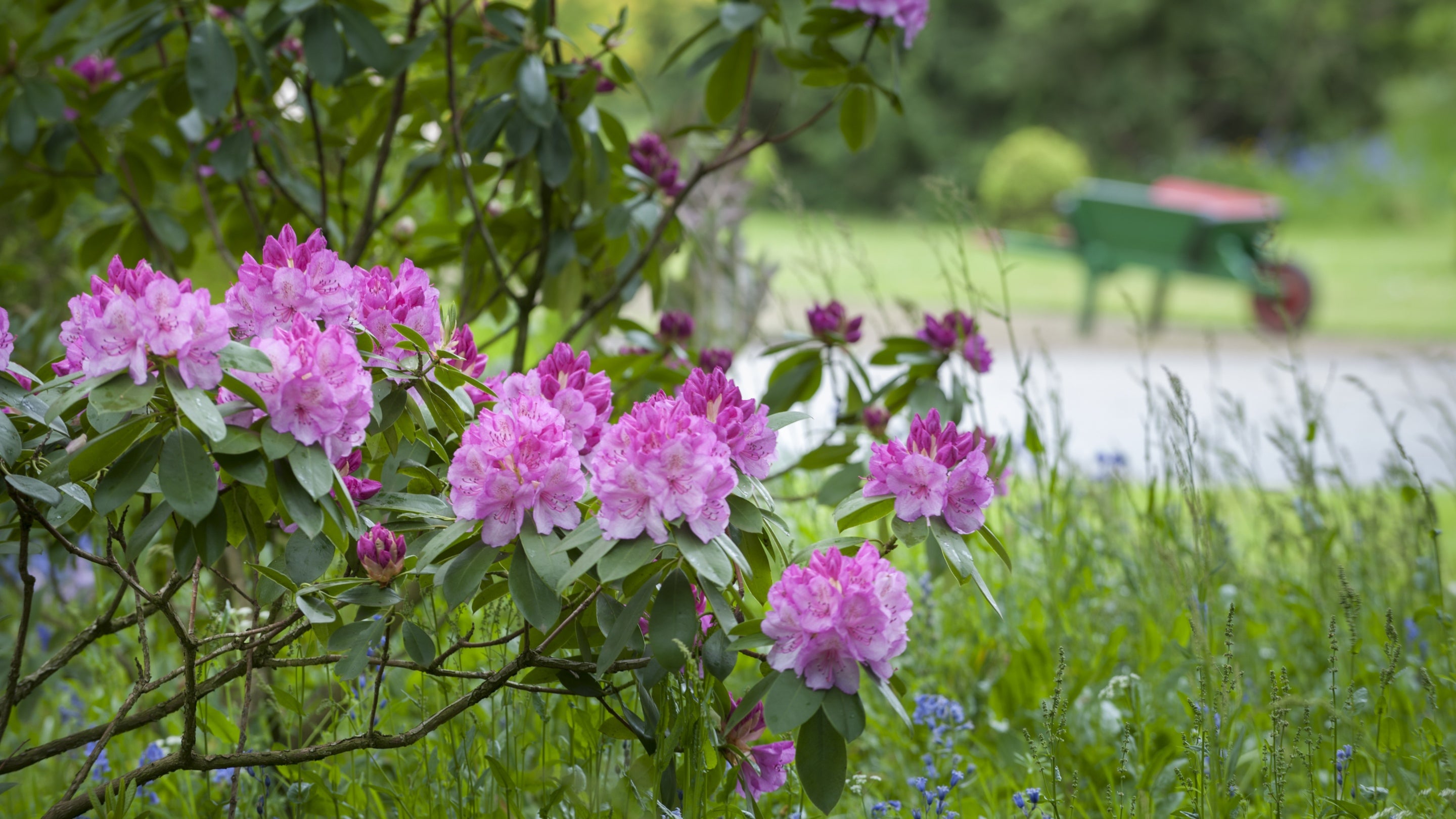 The gardens in the spring at Rufford Old Hall, Lancashire