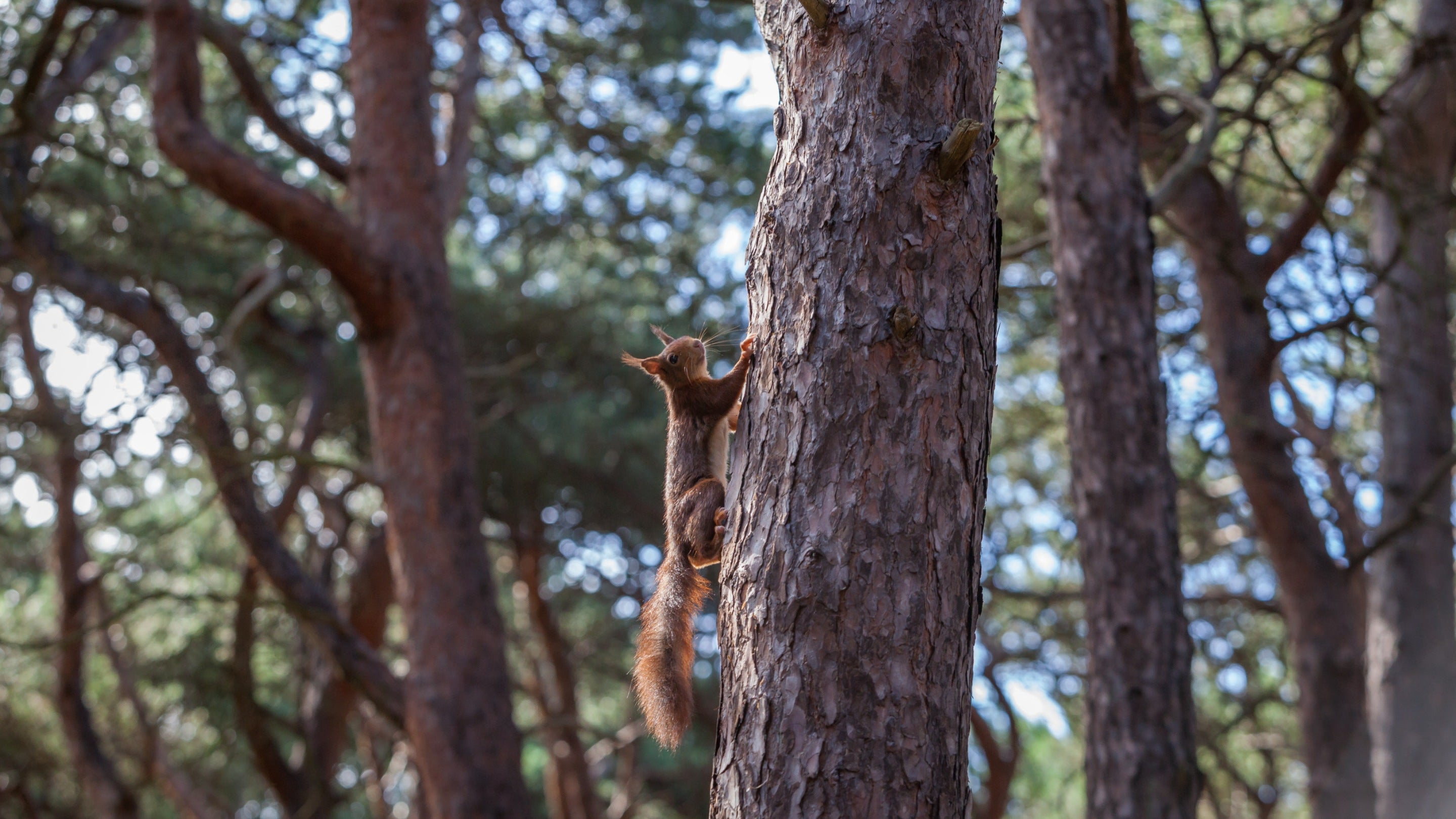 A small furry squirrel with a long bushy tail and tufted ears is climbing a tall straight trunk of a conifer tree