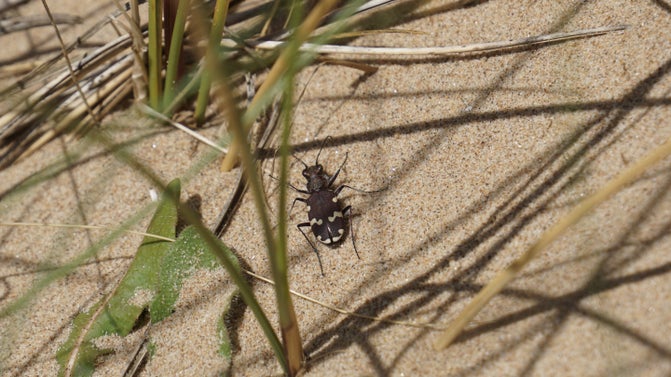A rare northern dune tiger beetle basking on a bare patch of sand in the dunes at Formby