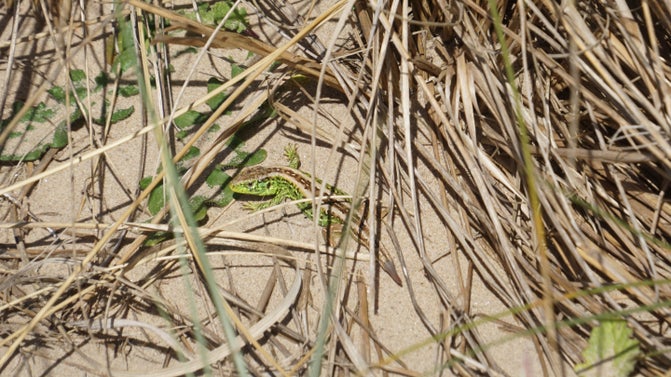 A male sand lizard basking in a bare patch of sand in the dunes at Formby