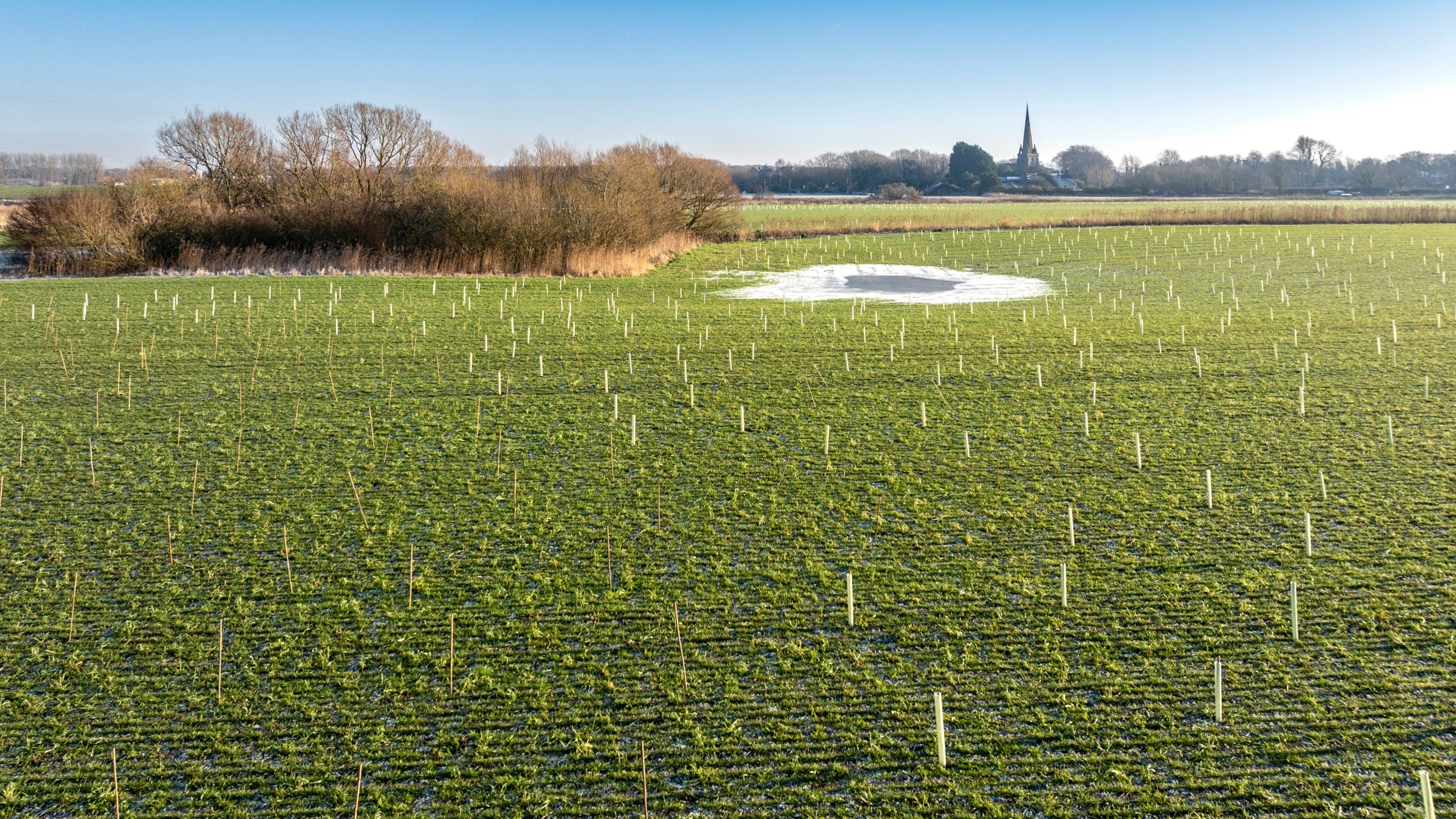 An aerial image of a large green field filled with newly planted trees. A small copse of mature trees can be seen in the background alongside a small pond. The steeple of a church can be seen on the skyline.