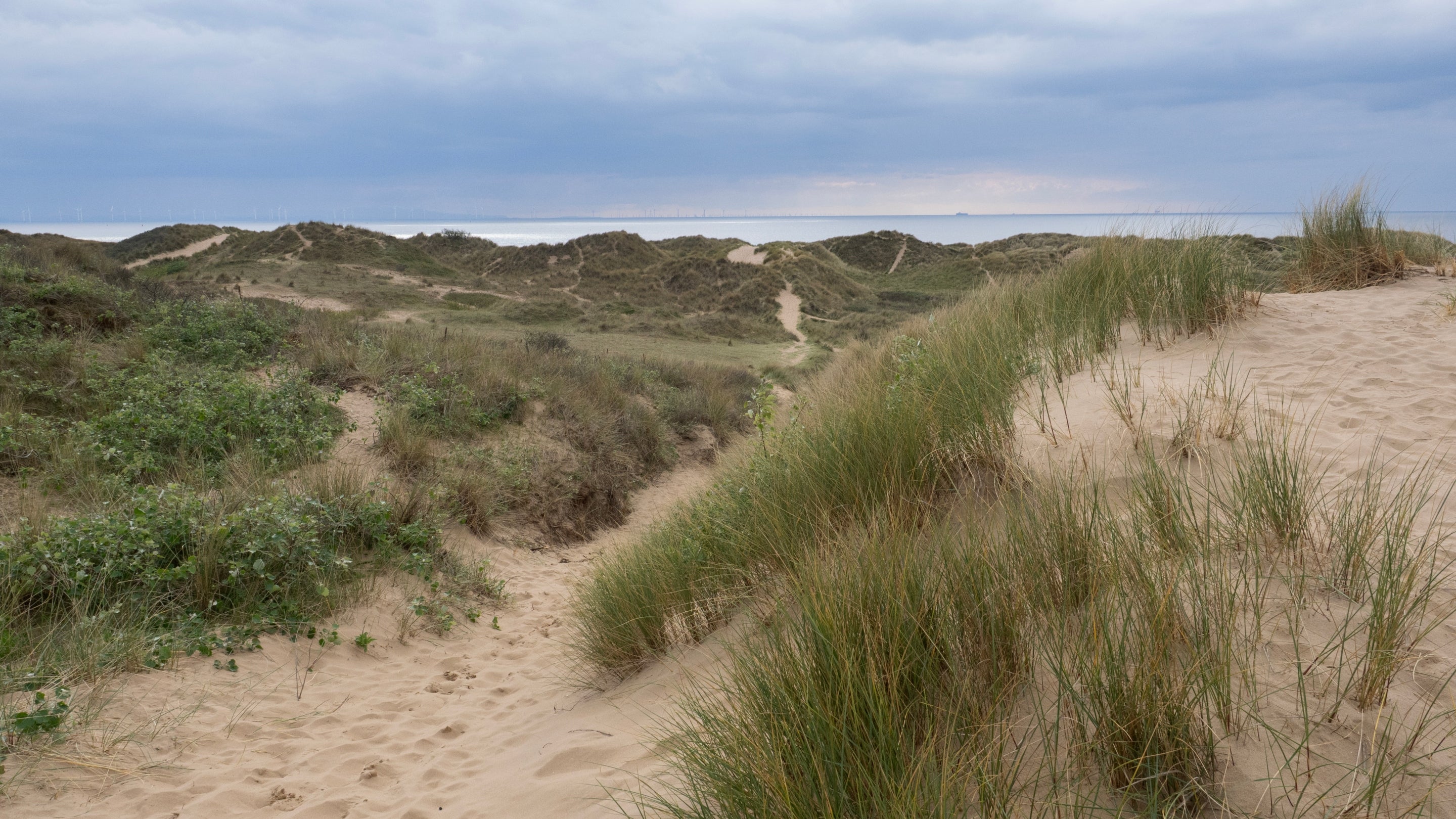 Formby's wild and natural rolling sand dunes with the sea in the distance