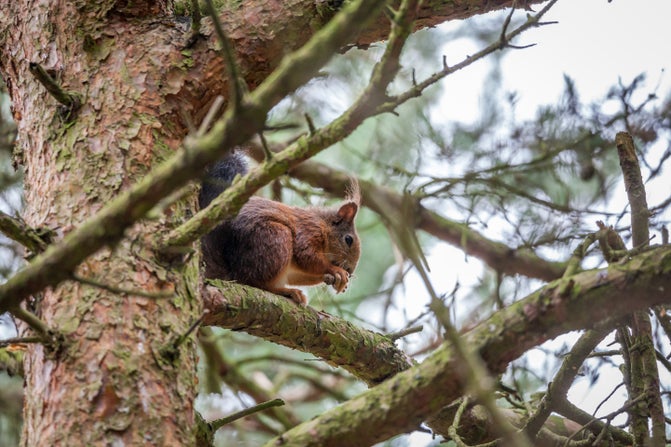 Red squirrel in pine tree at Formby