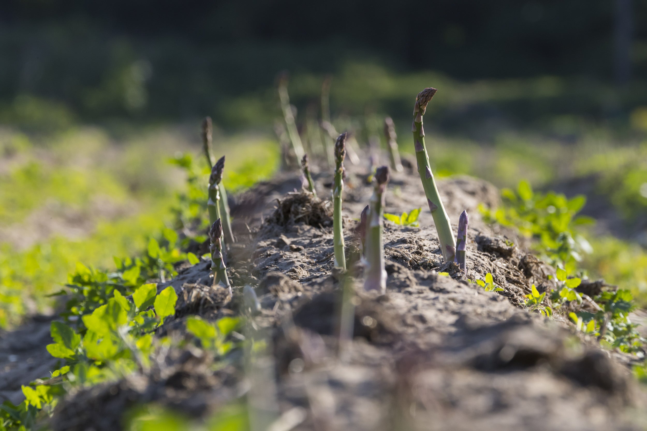 Asparagus in field
