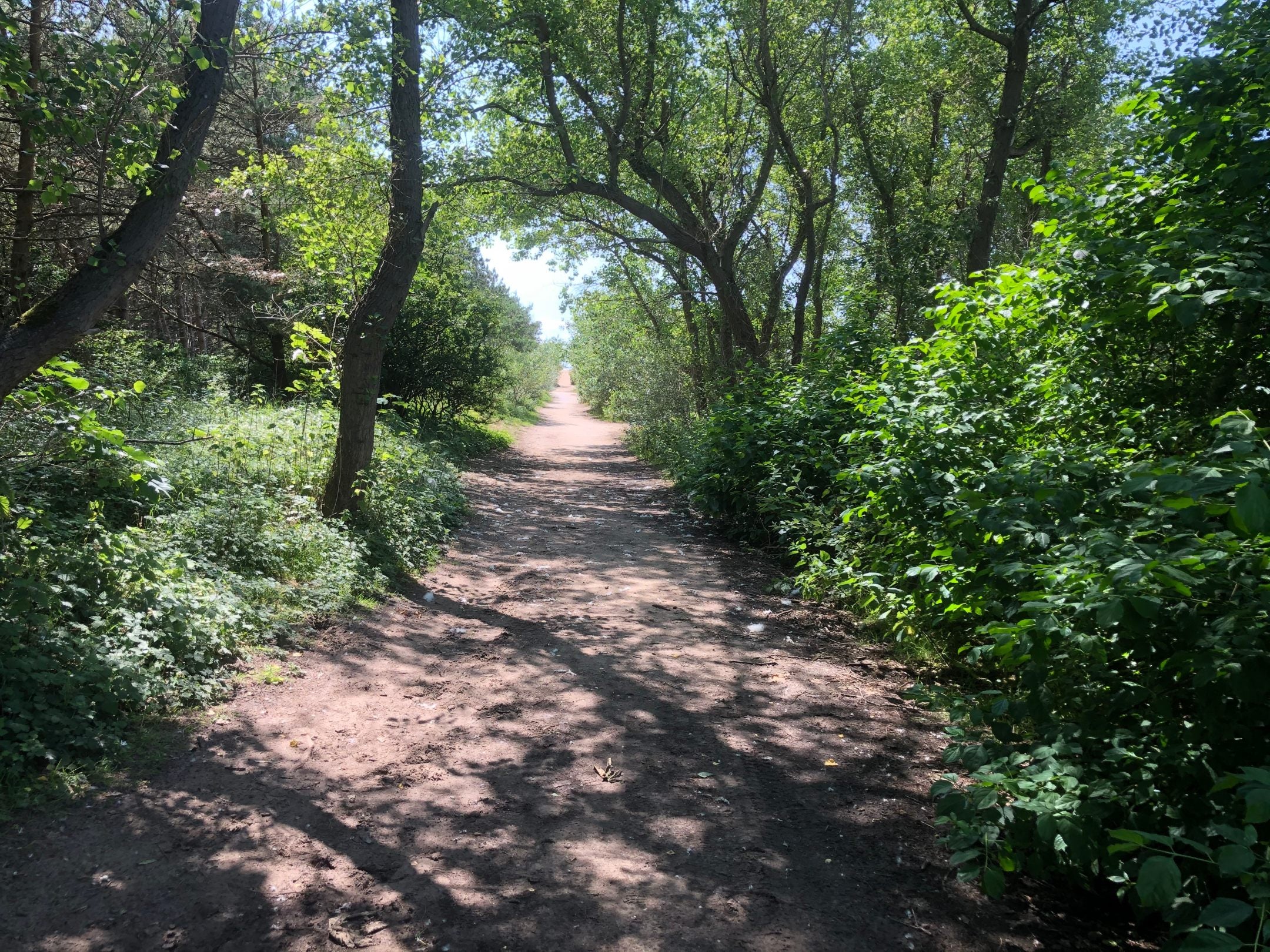 Image shows bridleway path at NT Formby, with trees either side