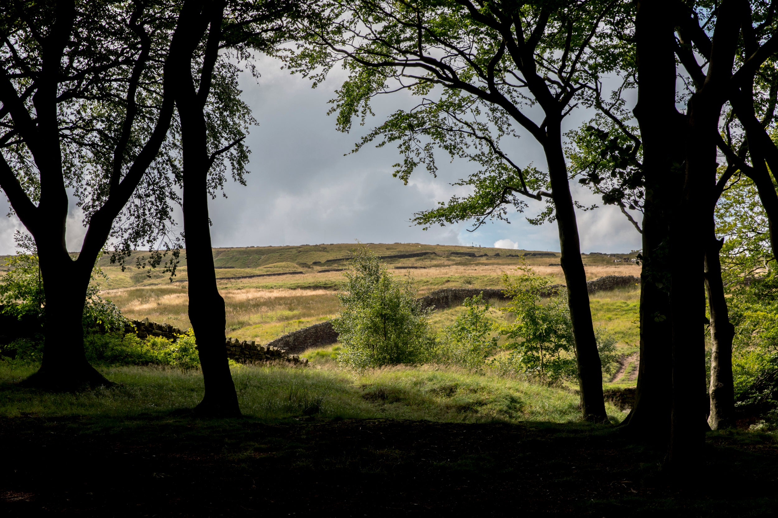 View to moorland from woodland
