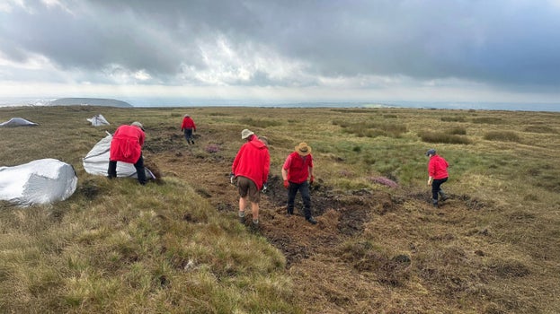 National Trust rangers and volunteers spreading heather brash