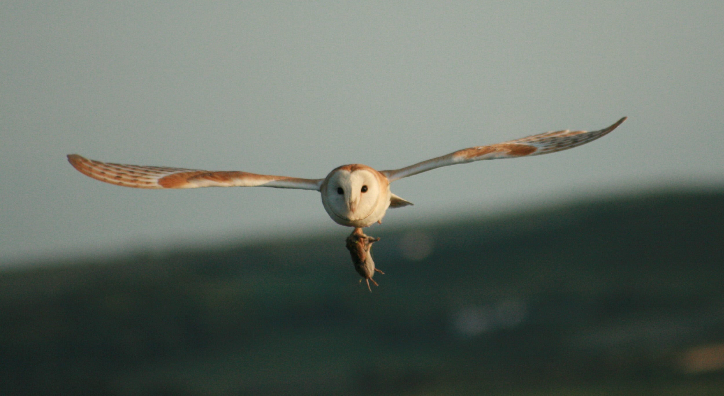 Barn owl with prey