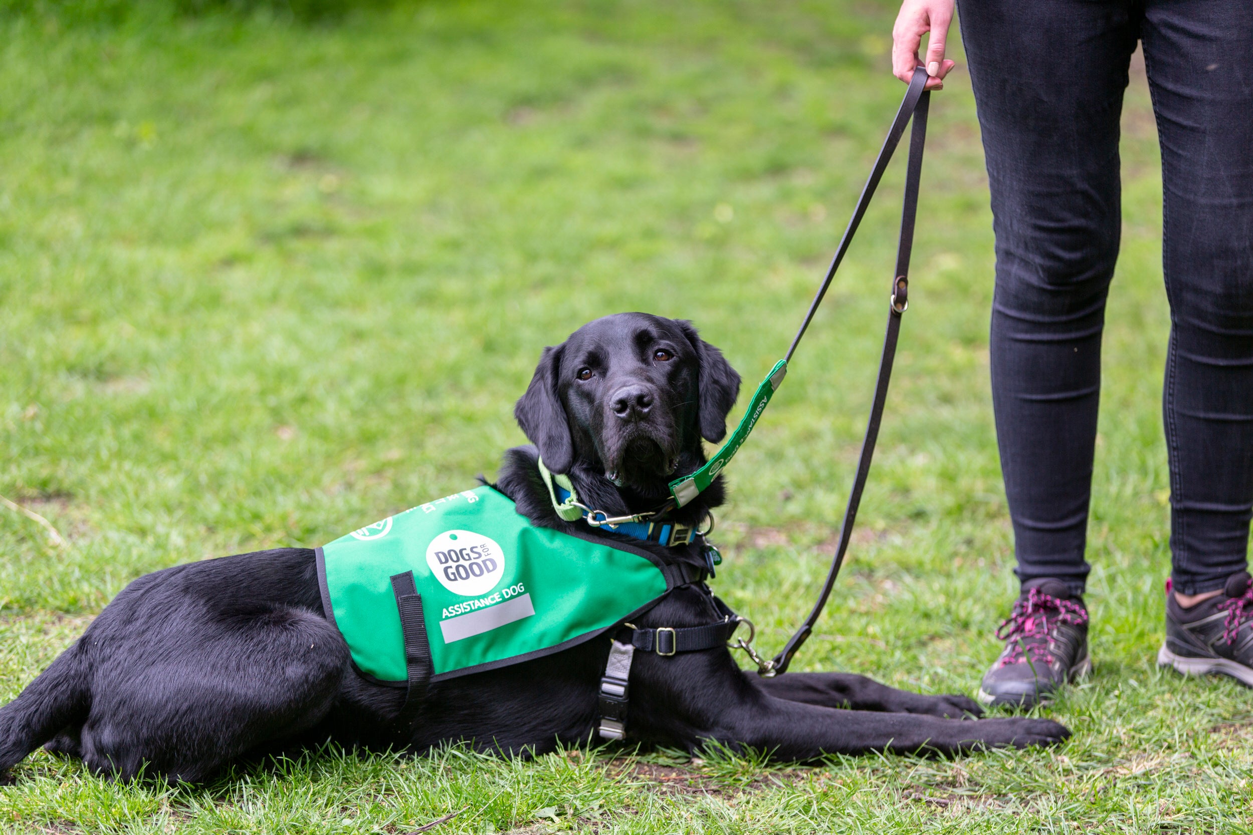 Assistance dog