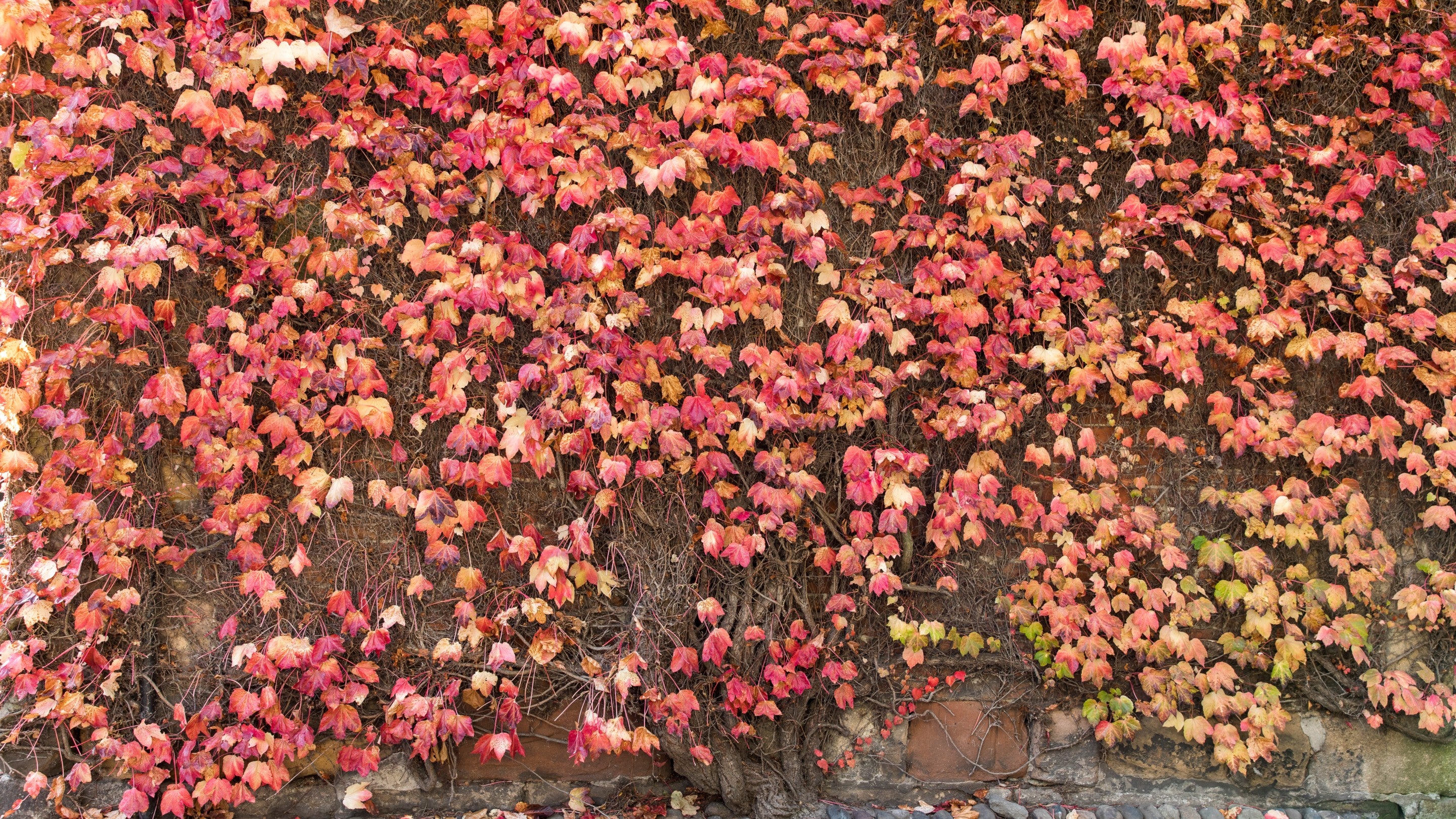 Red leaves of a Virginia Creeper plant covers a brick wall at Rufford Old Hall, Lancashire