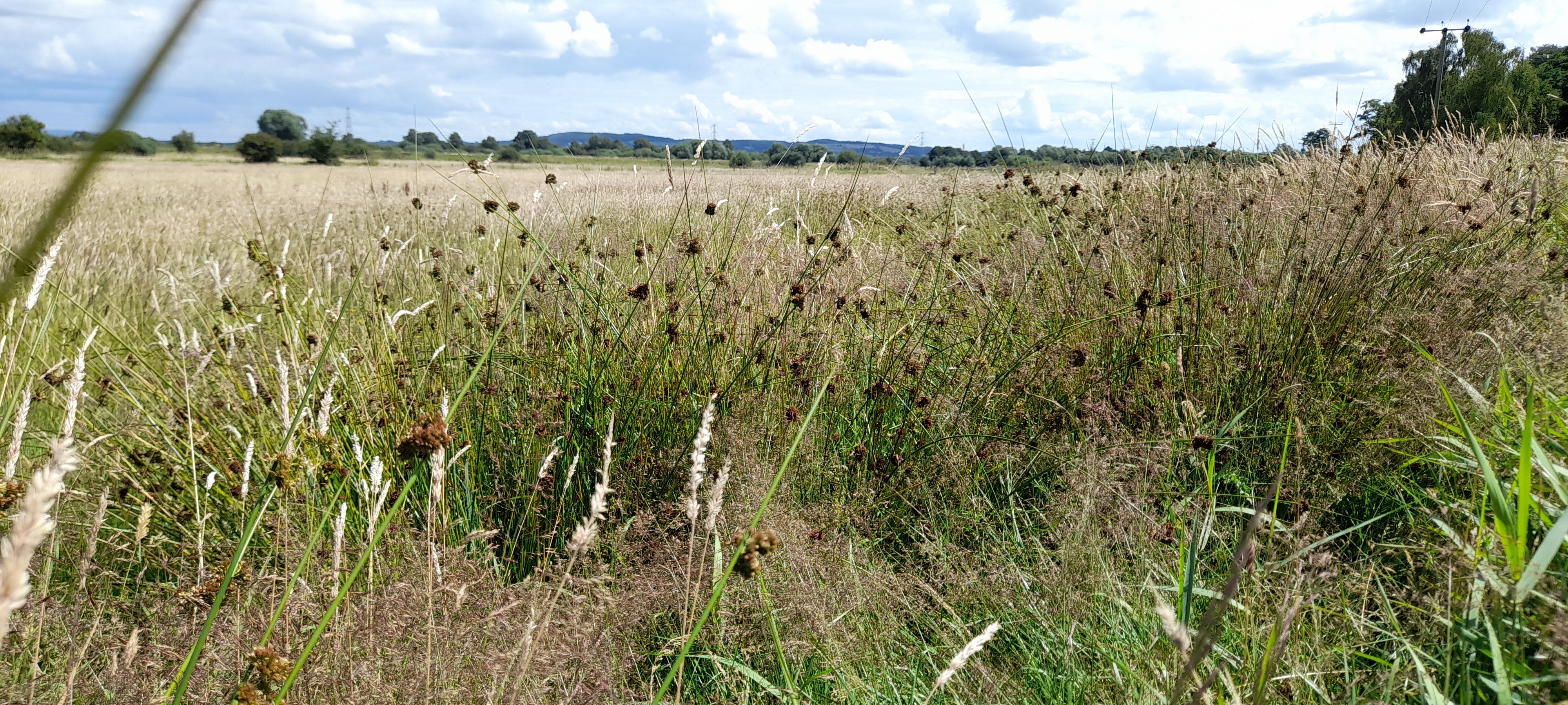 Grassland, east of Rufford Old Hall
