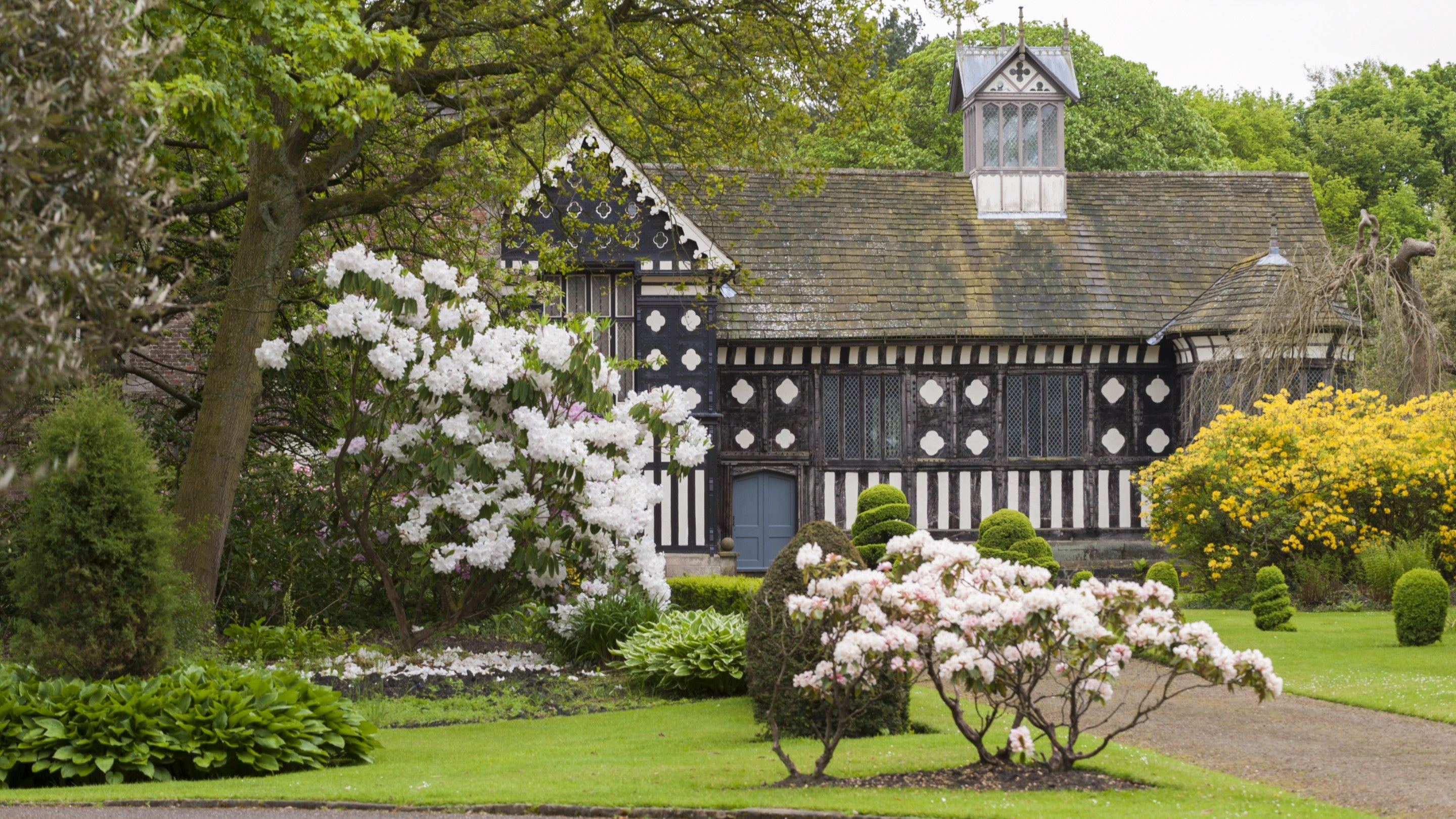 White blossom trees standing in front of a black-and-white Tudor house.