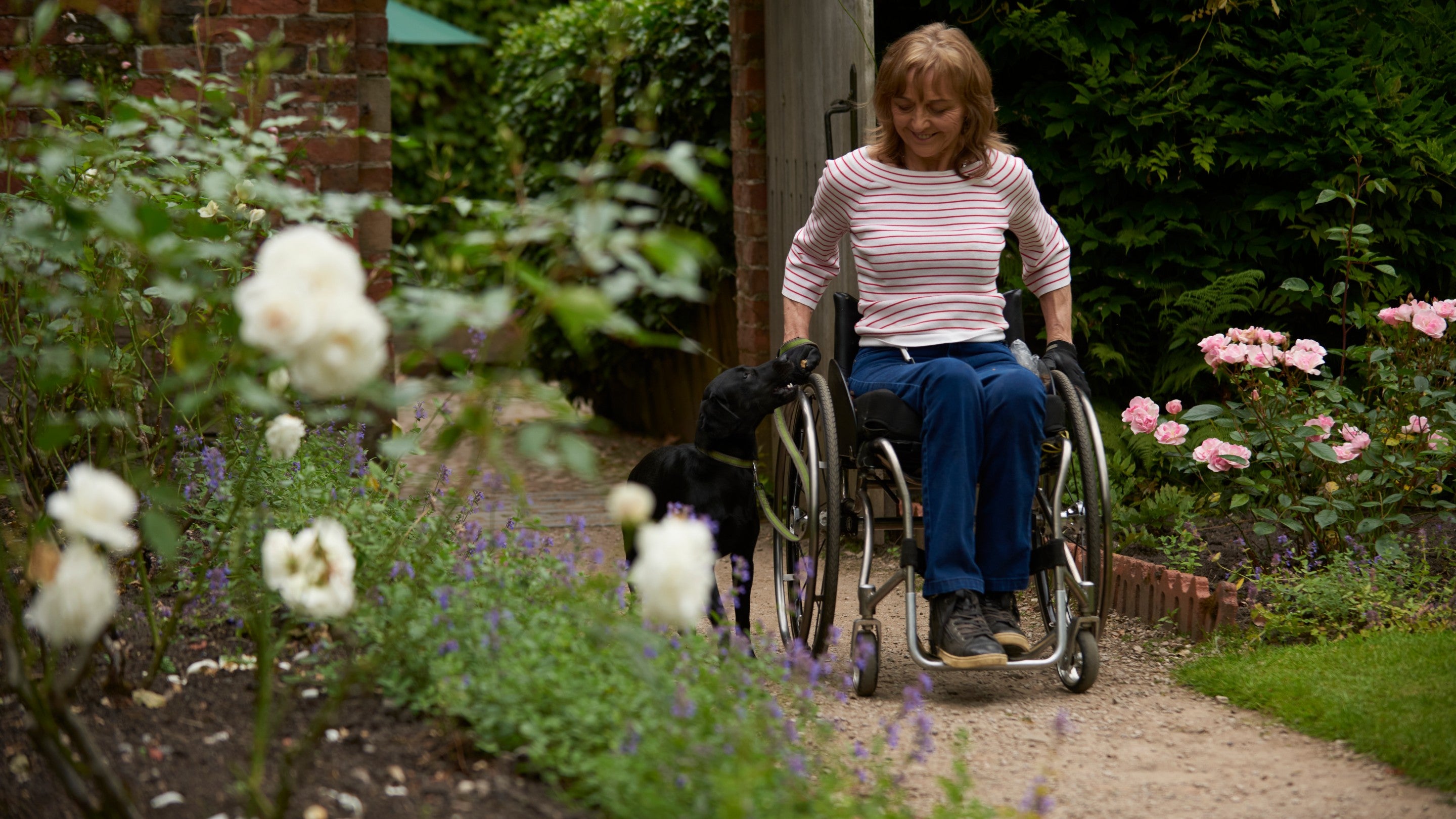 A woman in a wheelchair on a rose garden path with her black dog.