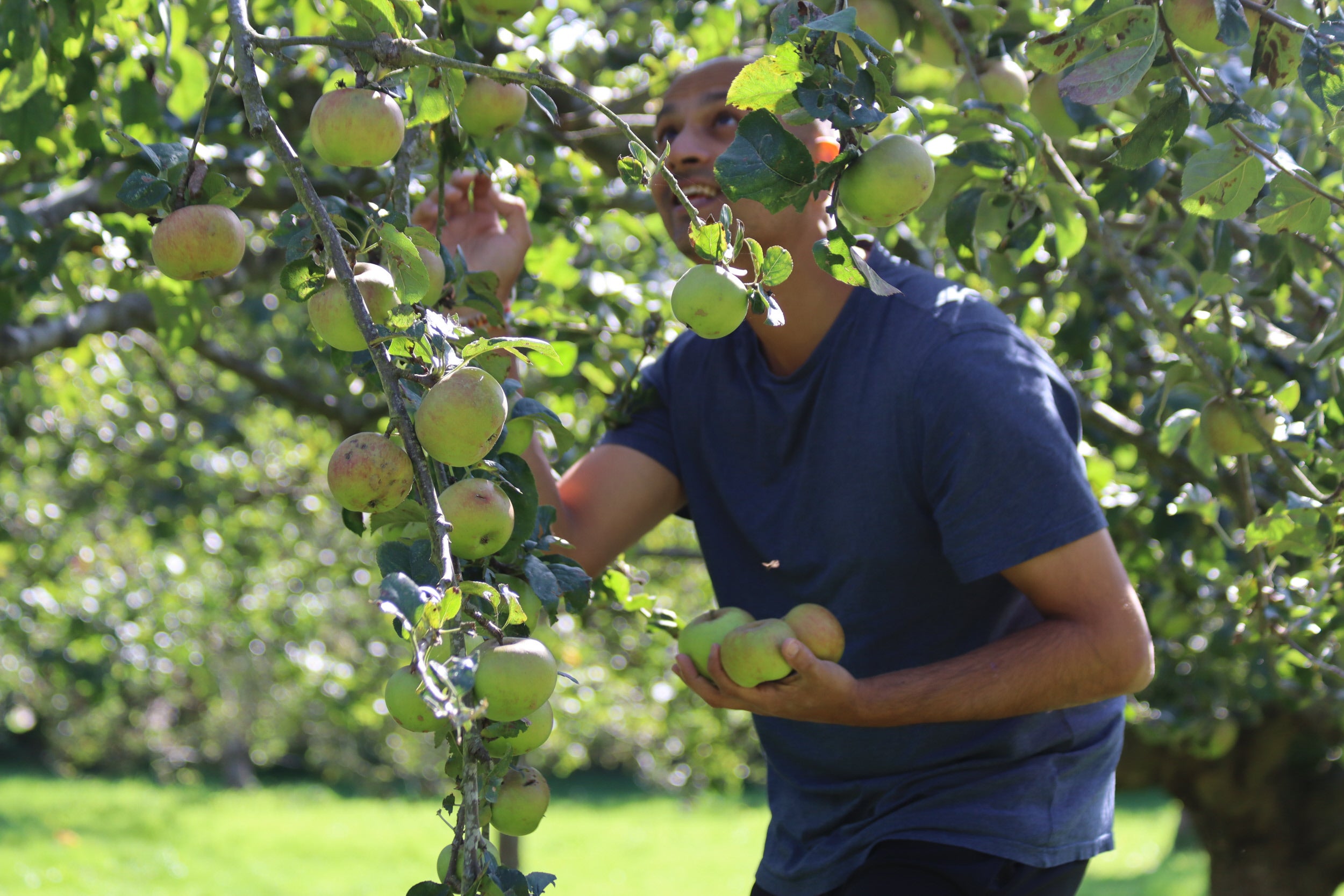 Volunteers apple picking in the Orchard