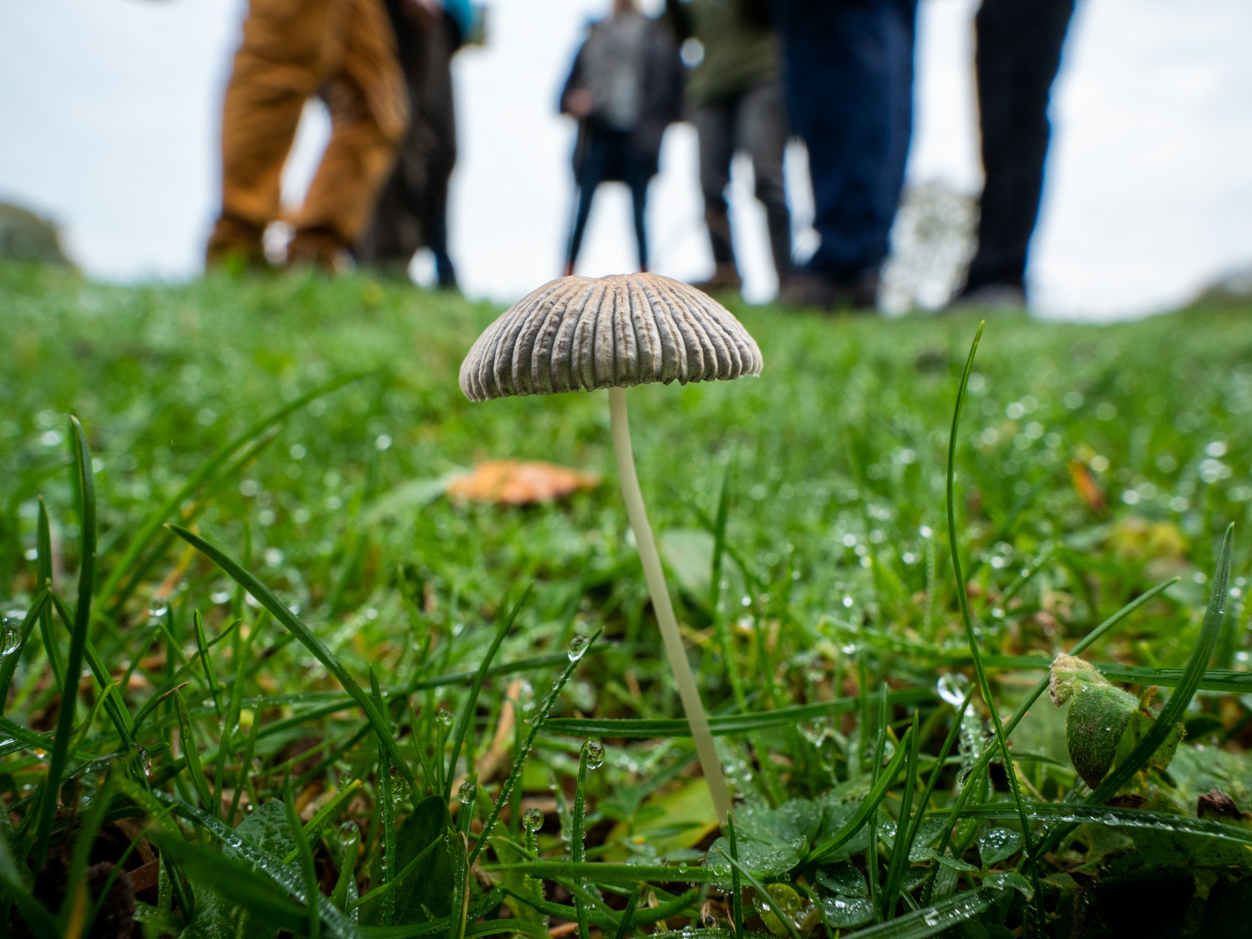 Fungi Fascination Walk - Speke Hall. A mushroom in the foreground with a group on a fungi walk in the background.
