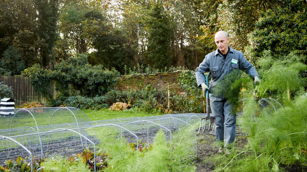 Gardener picking fennel from the vegetable garden at Speke Hall, Liverpool