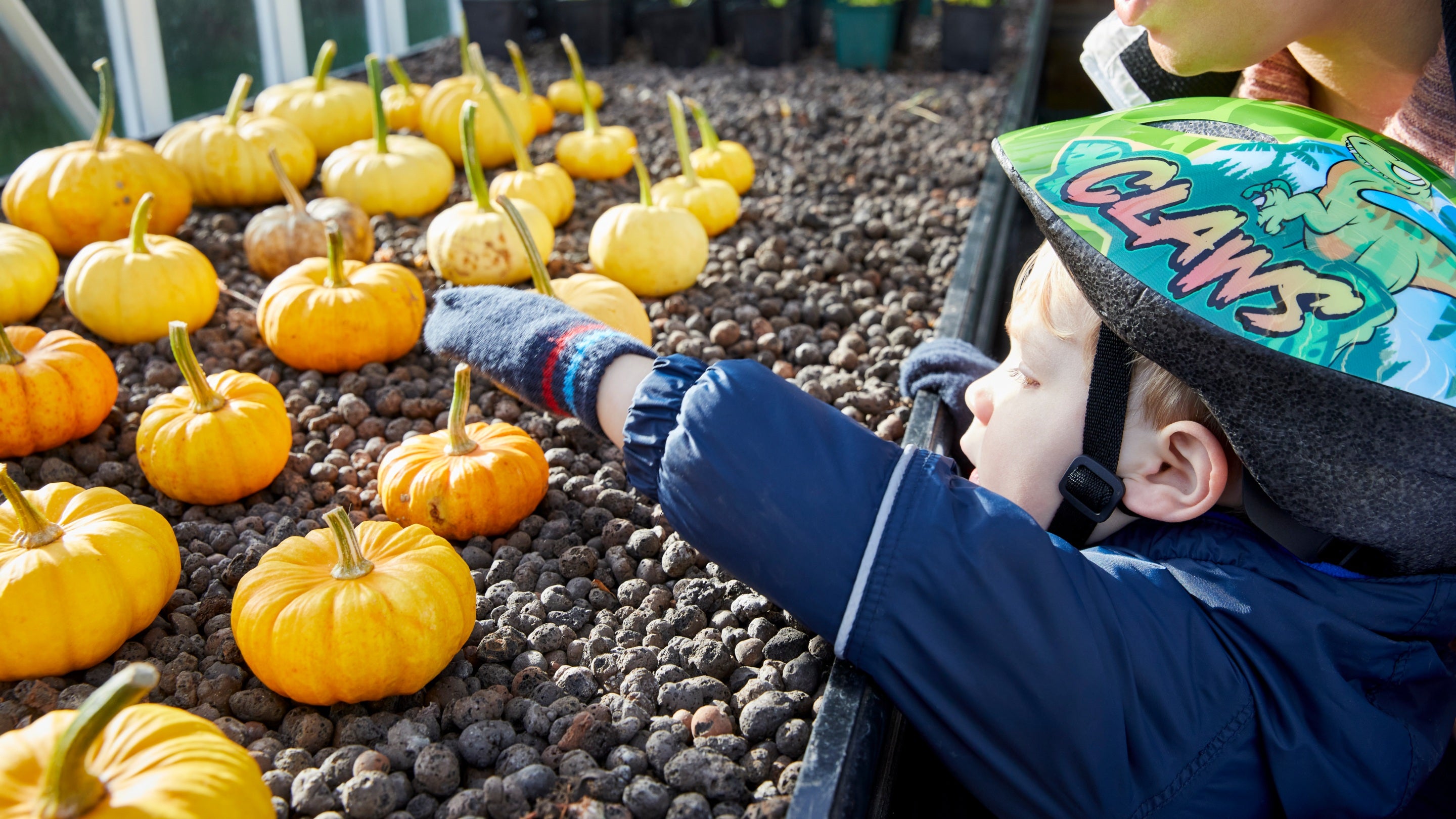 A toddler reaches out towards pumpkins arranged in neat rows on gravel on a wide shelf in a greenhouse
