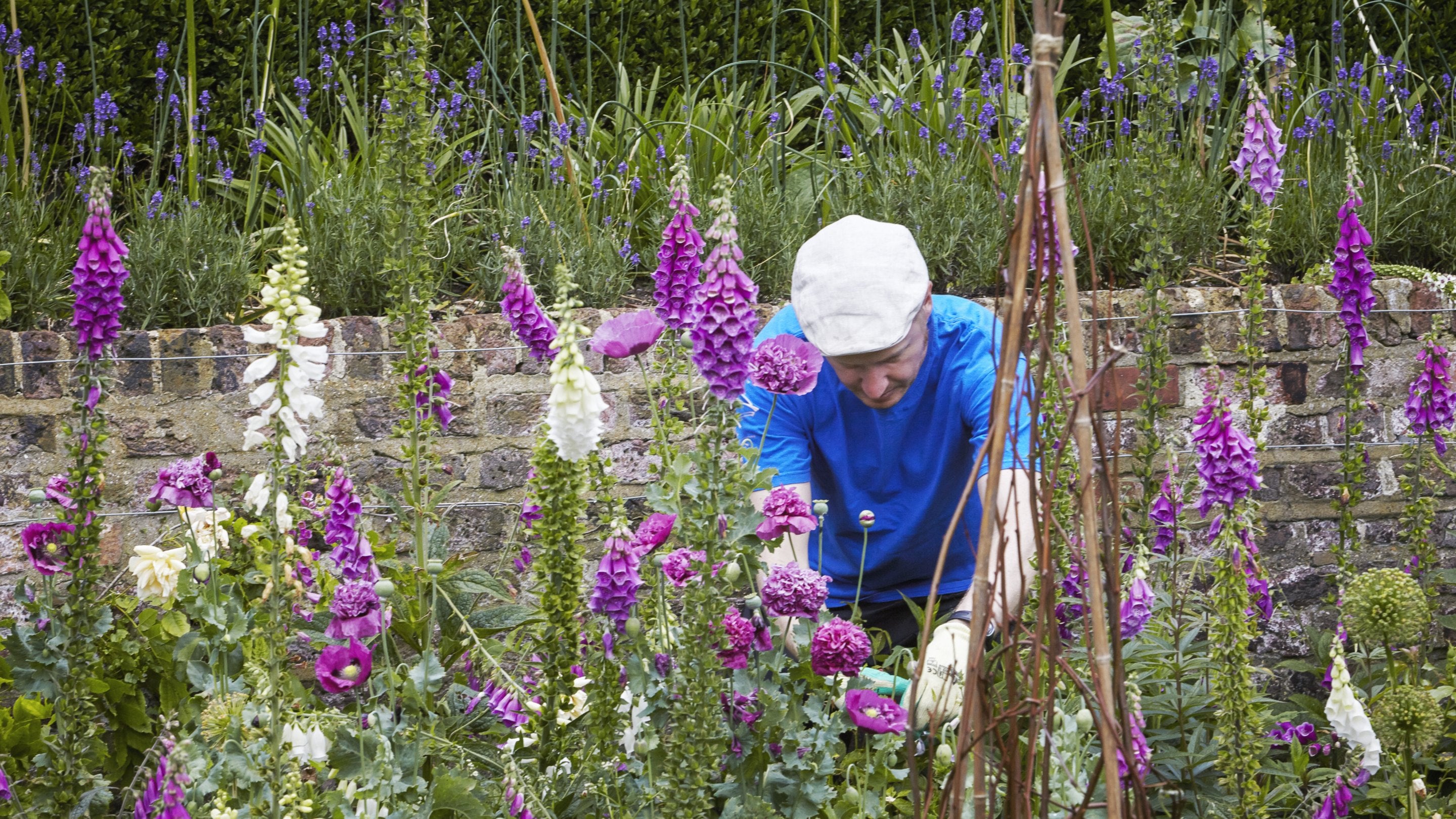 A man works on a flowerbed filled with poppies and foxgloves at Fenton House and Garden, London