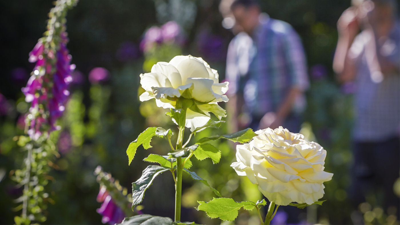 A close up of two white roses, with frilly petals