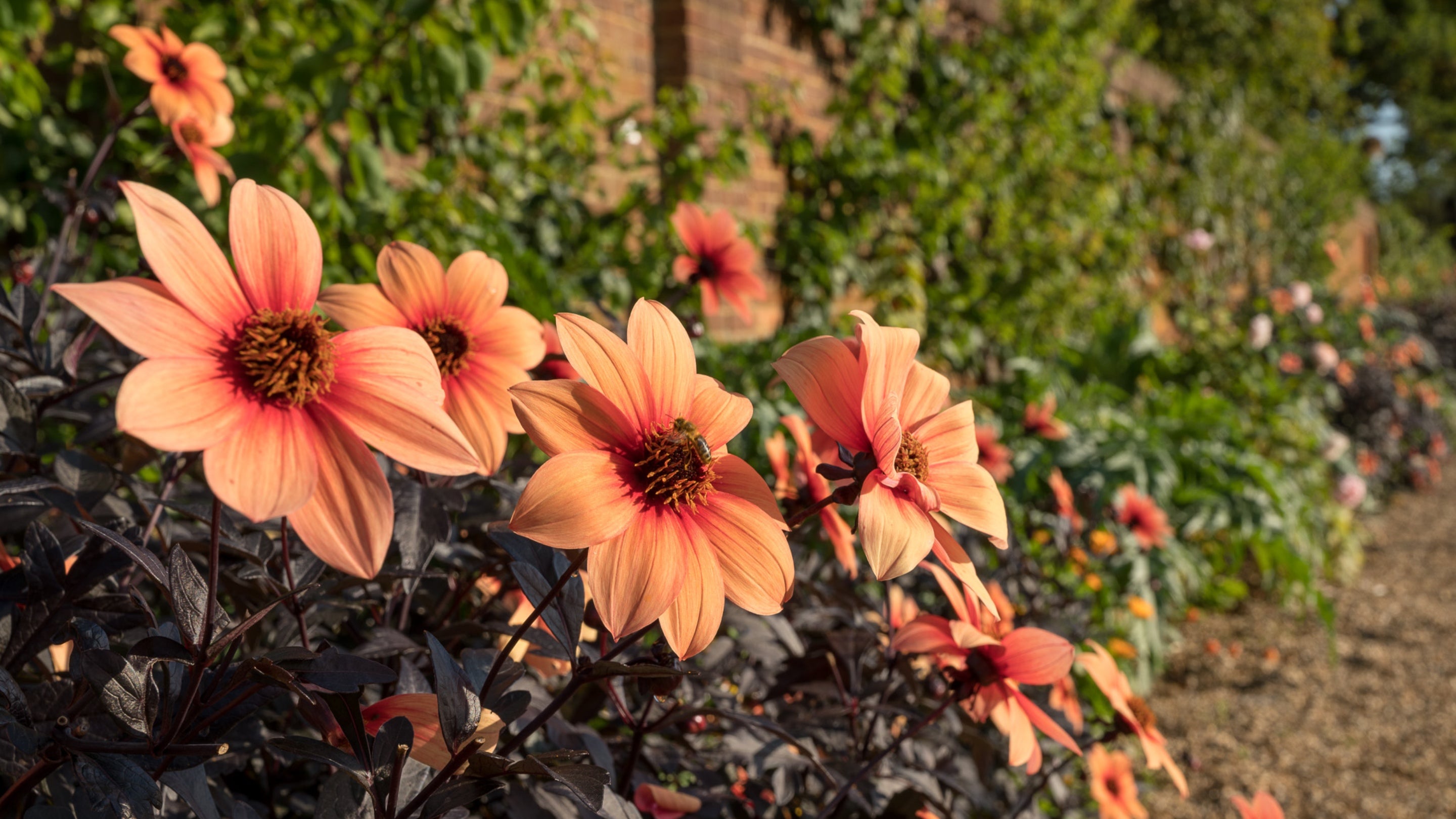 A close up on dahlias in the Kitchen Garden at Ham House and Garden Surrey