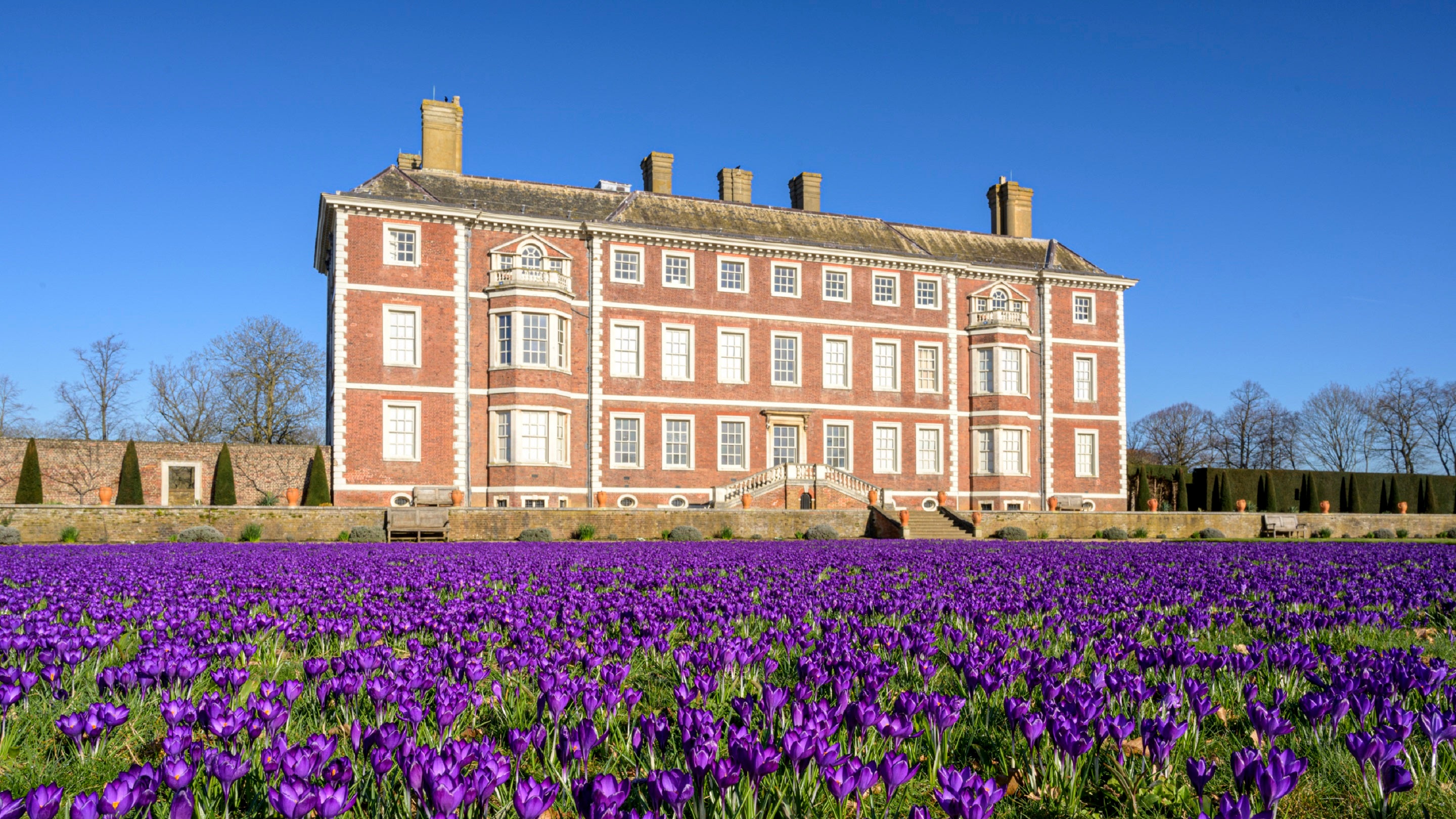 A carpet of purple crocus flowers stretches across the lawns on the south side of Ham House in Ham, Surrey