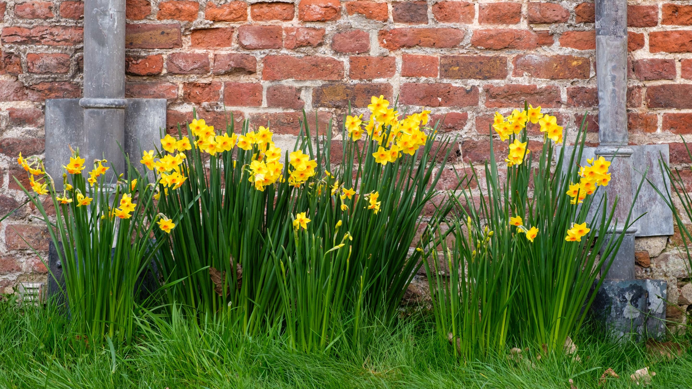 Bright yellow and orange daffodils against a brick wall with grass in the foreground at Ham House and Garden, Surrey