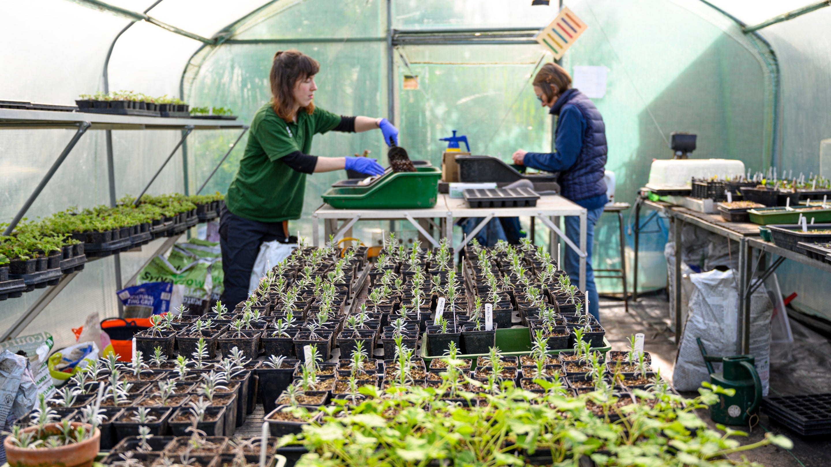 Propagation volunteers at work in the polytunnel at Ham House and Garden, London