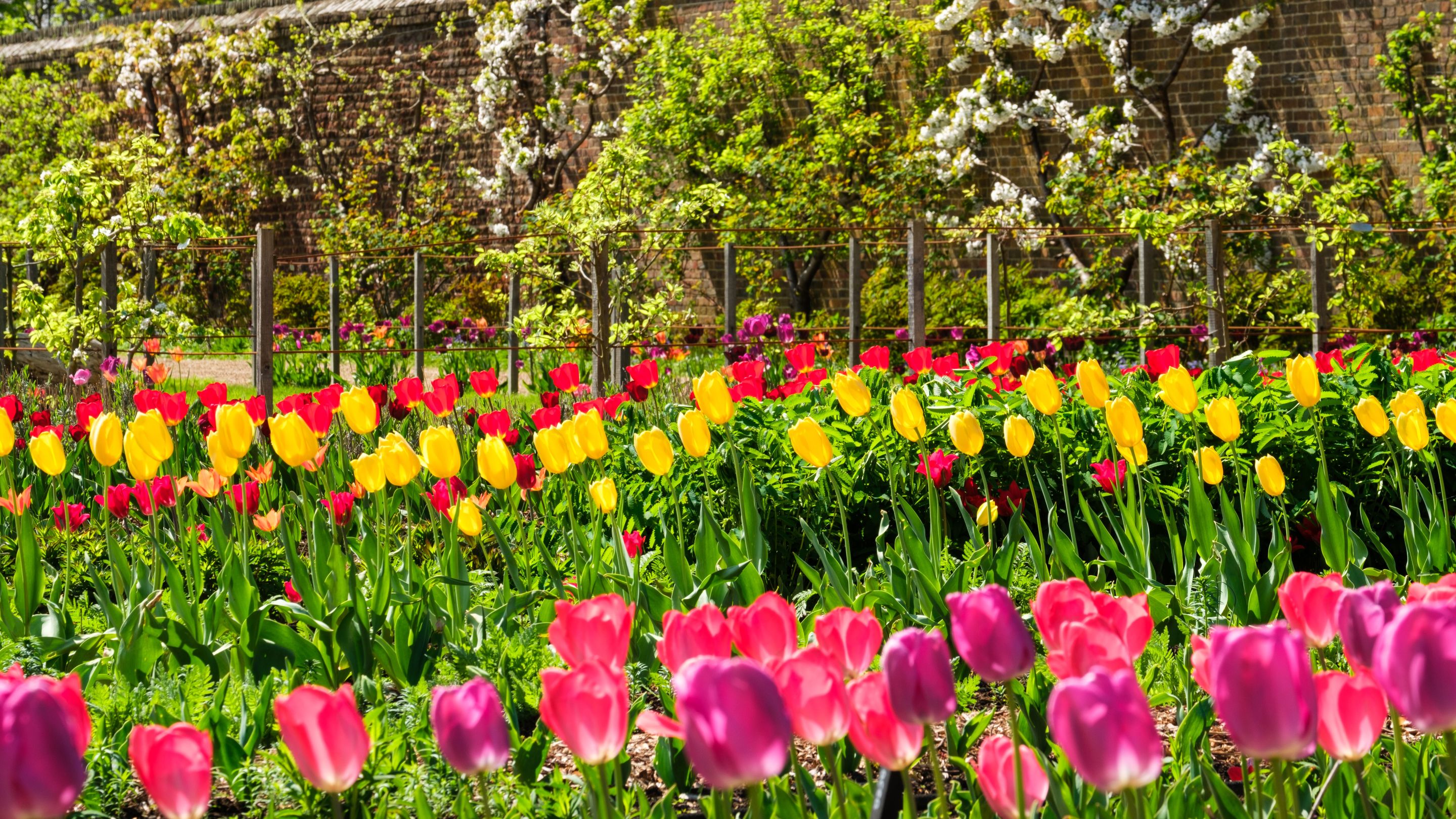 Tulips and fruit blossom in the kitchen garden at Ham House and Garden