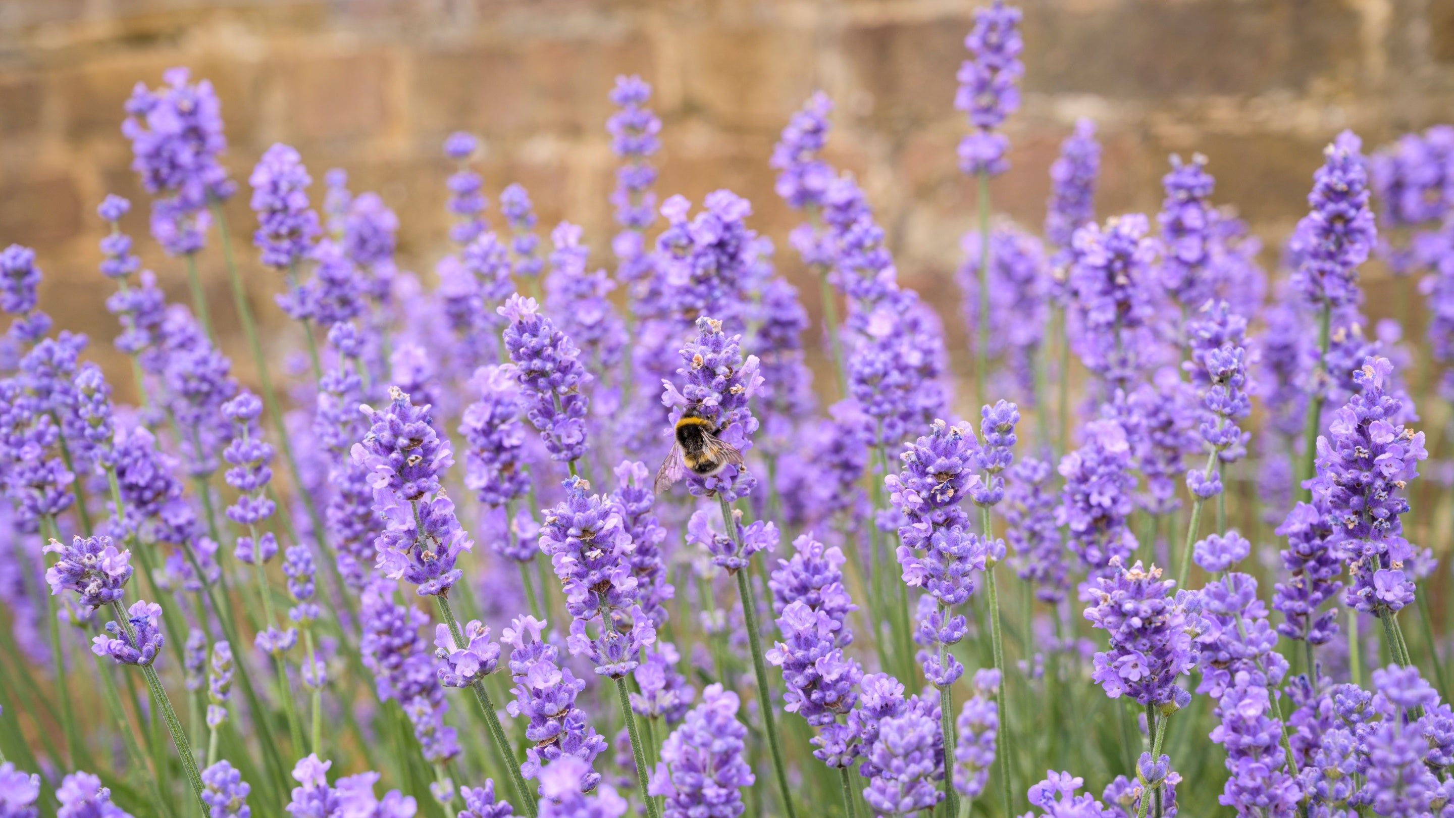 A close up of lavender with a bee with a wall behind the plants