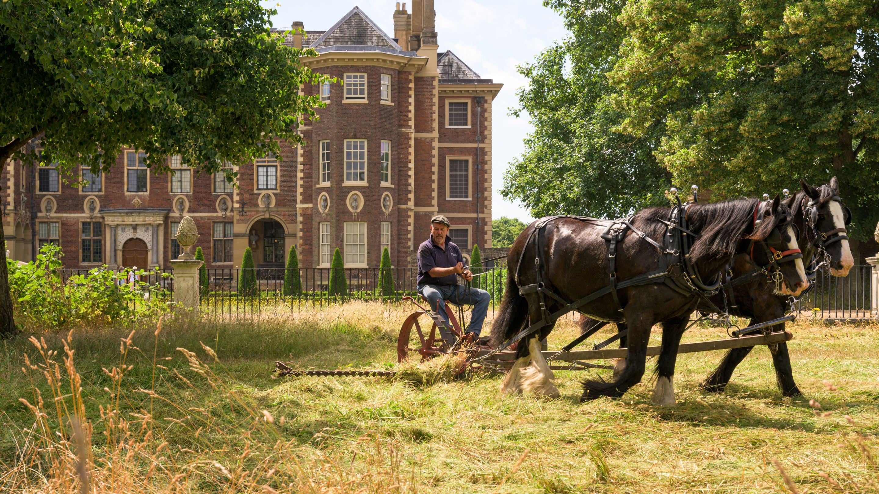 Hay cutting by Clydesdale horses on meadow at Ham House Surrey