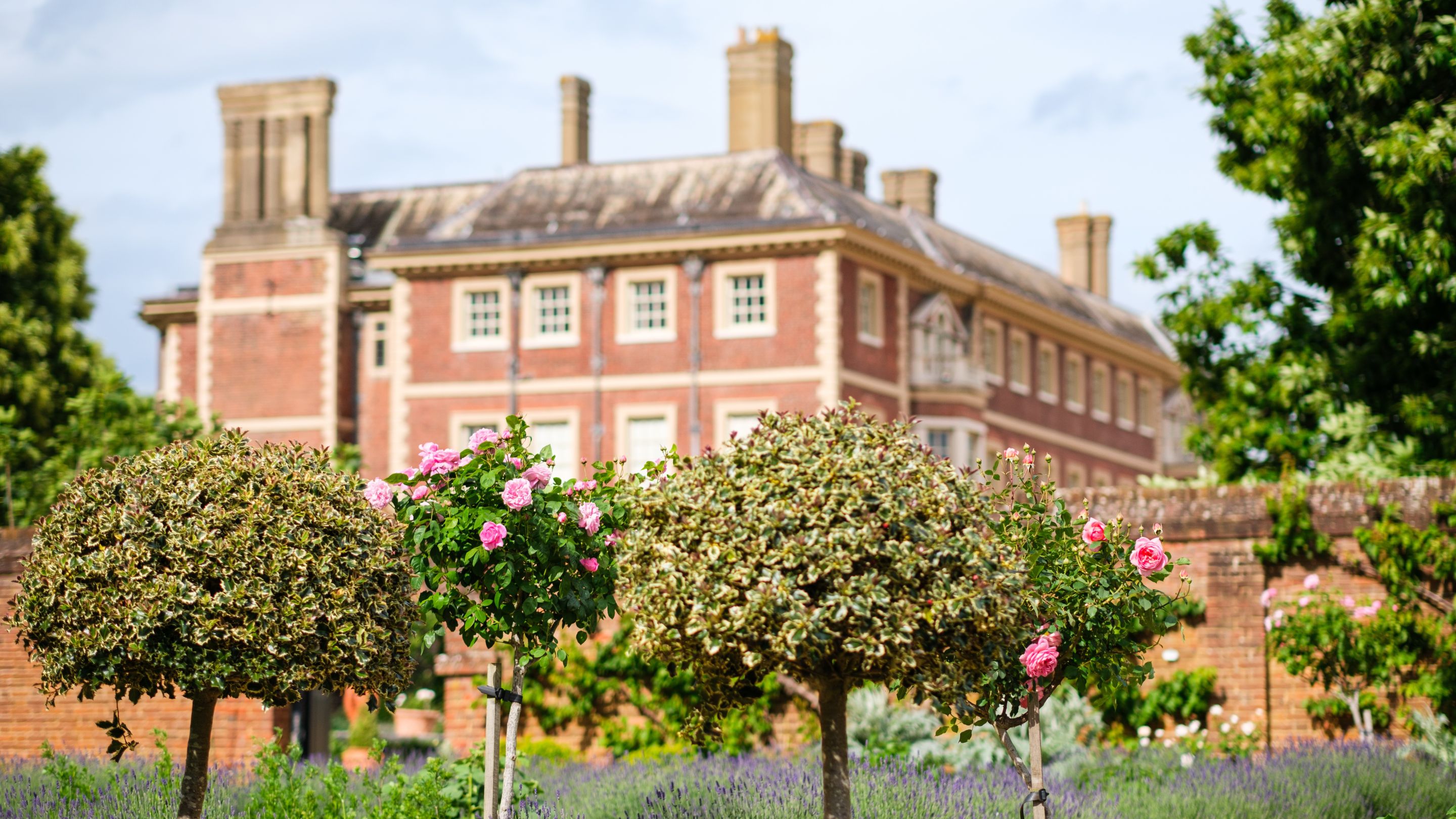 Roses and lavender with Ham House in the background