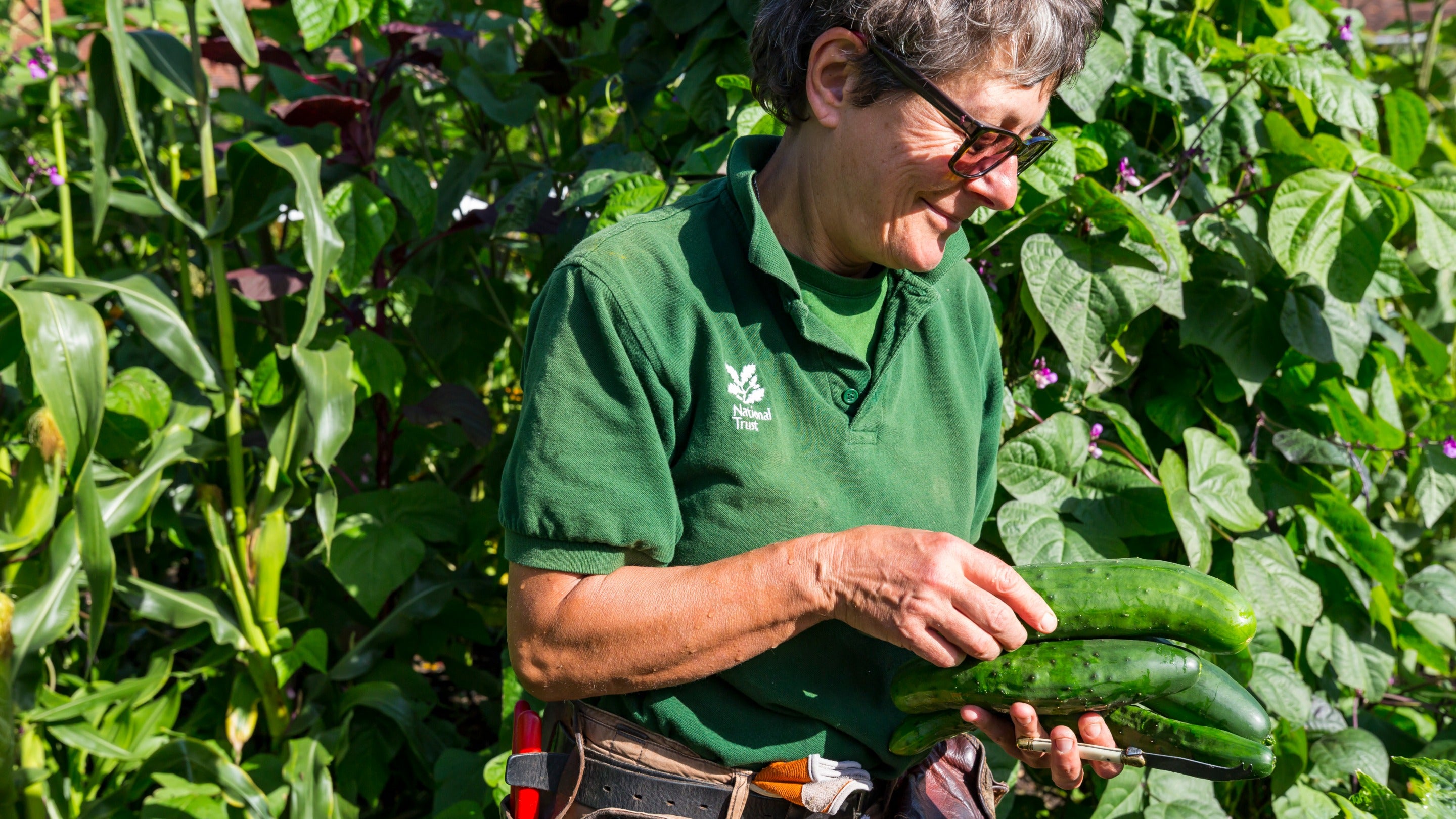 A gardener picking vegetables in the Kitchen Garden at Ham House and Garden, London