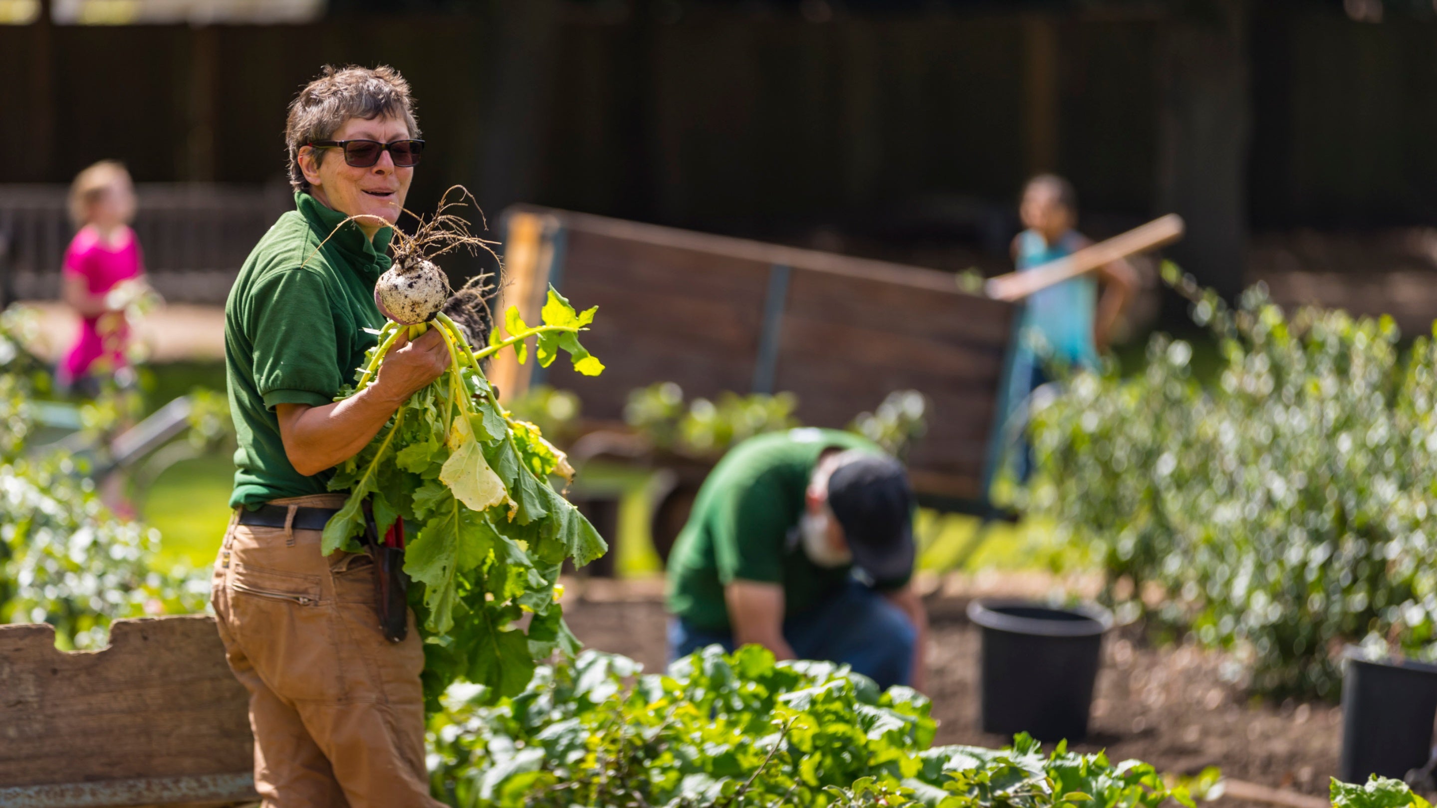 Volunteer picking vegetables from kitchen garden at Ham House, London
