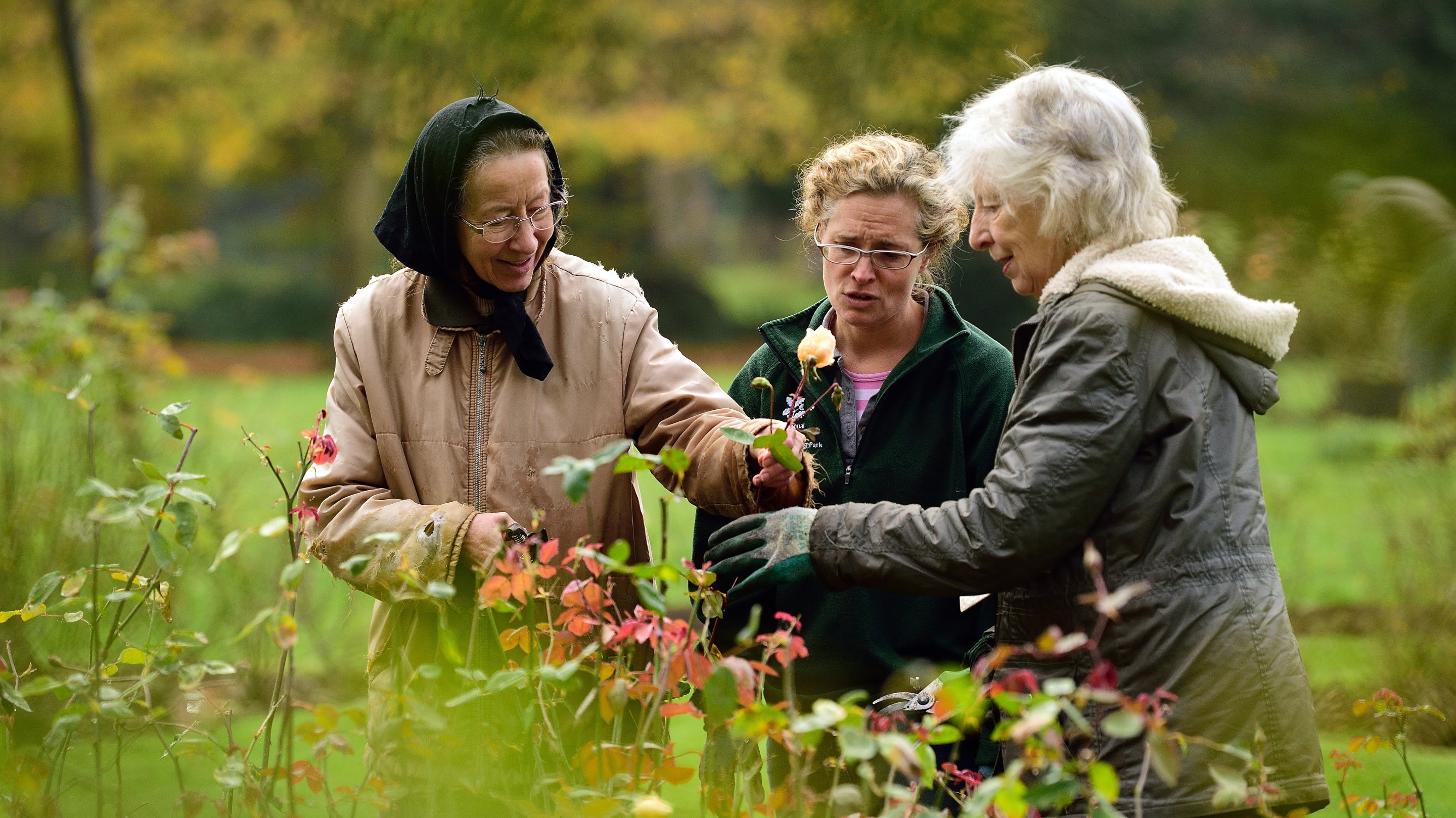 Three women wrapped up warm in coats and fleeces, inspecting a rose bush in a National Trust garden.