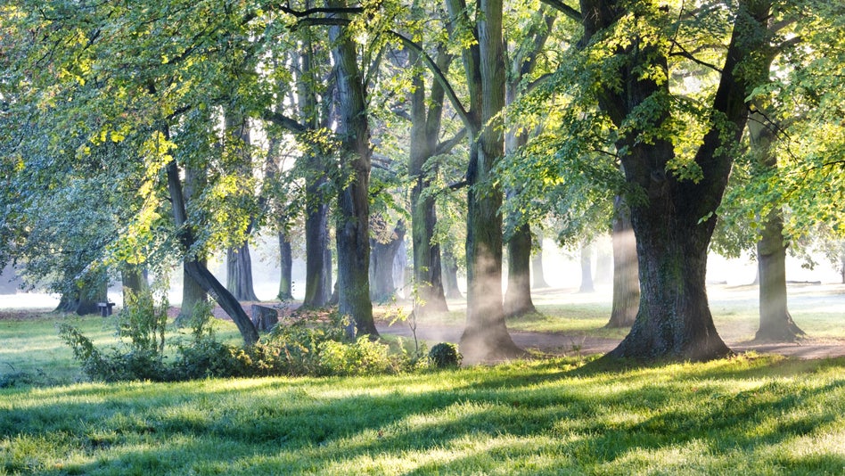 The avenue of lime and chestnut trees in Morden Hall Park, London