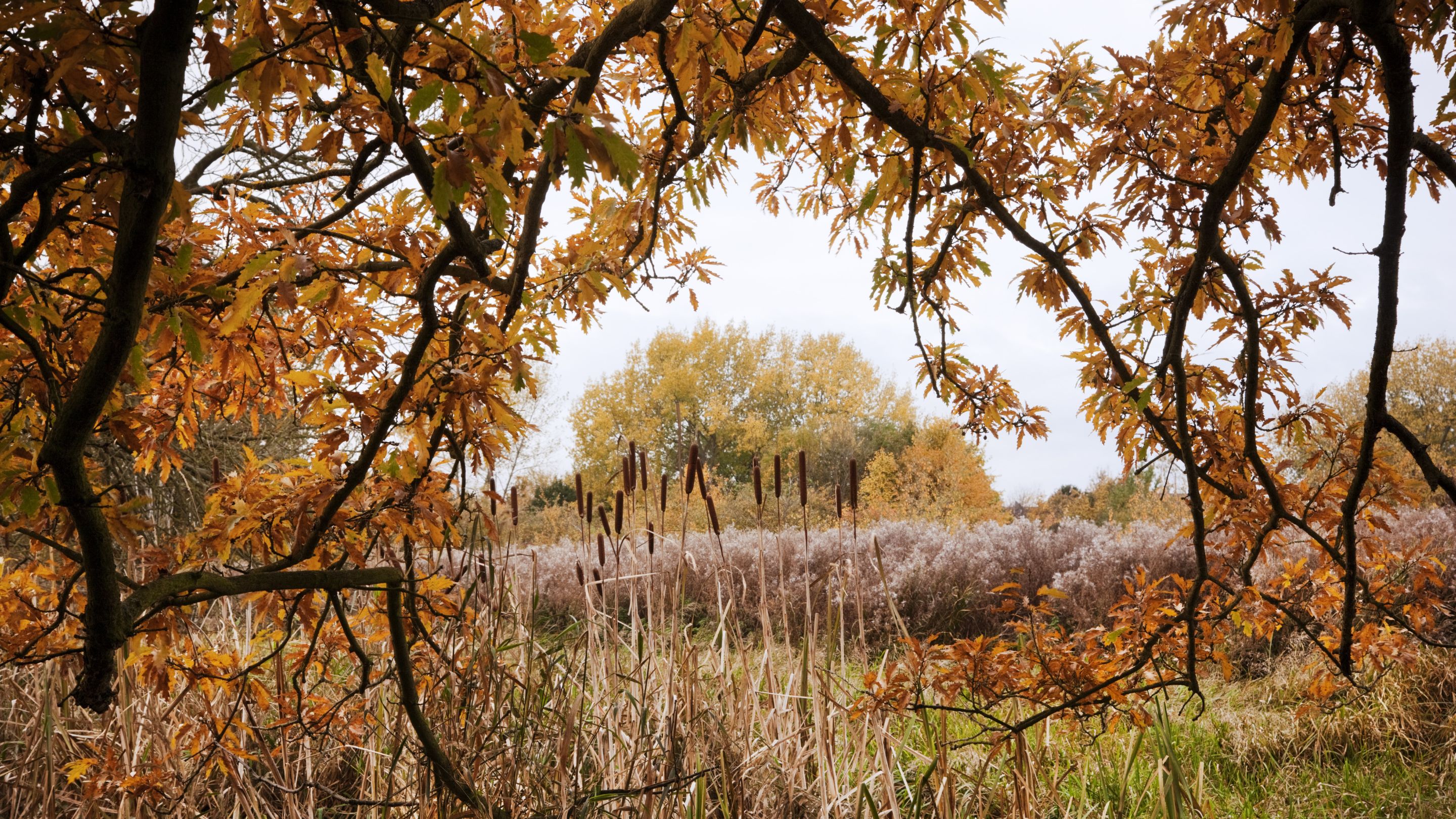 View of wetlands through autumn leaves.