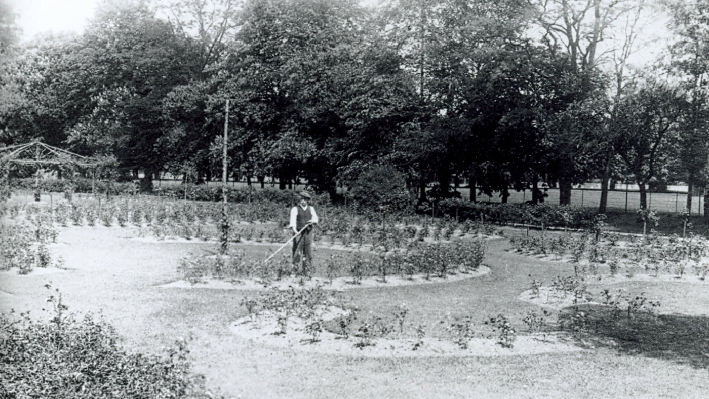 A black and white photo of the former head gardener, Mr Alderman, in the Rose Garden at Morden Hall Park