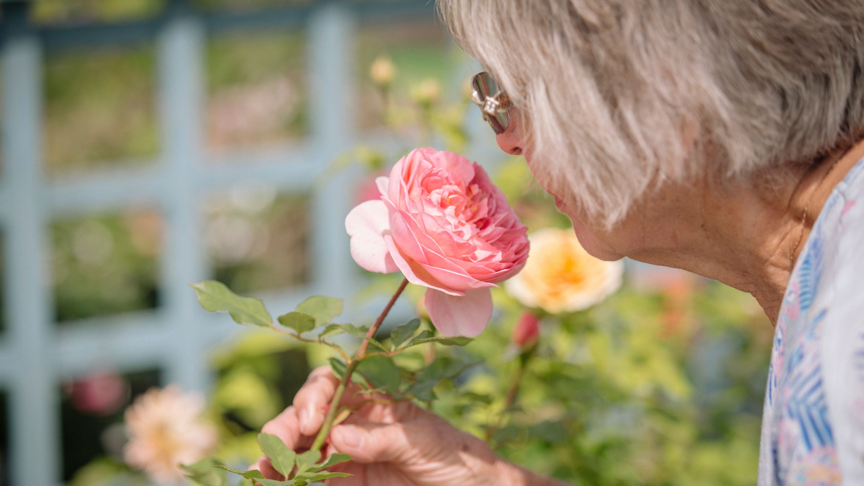 A visitor smelling a rose in Garden Centre at Morden Hall Park