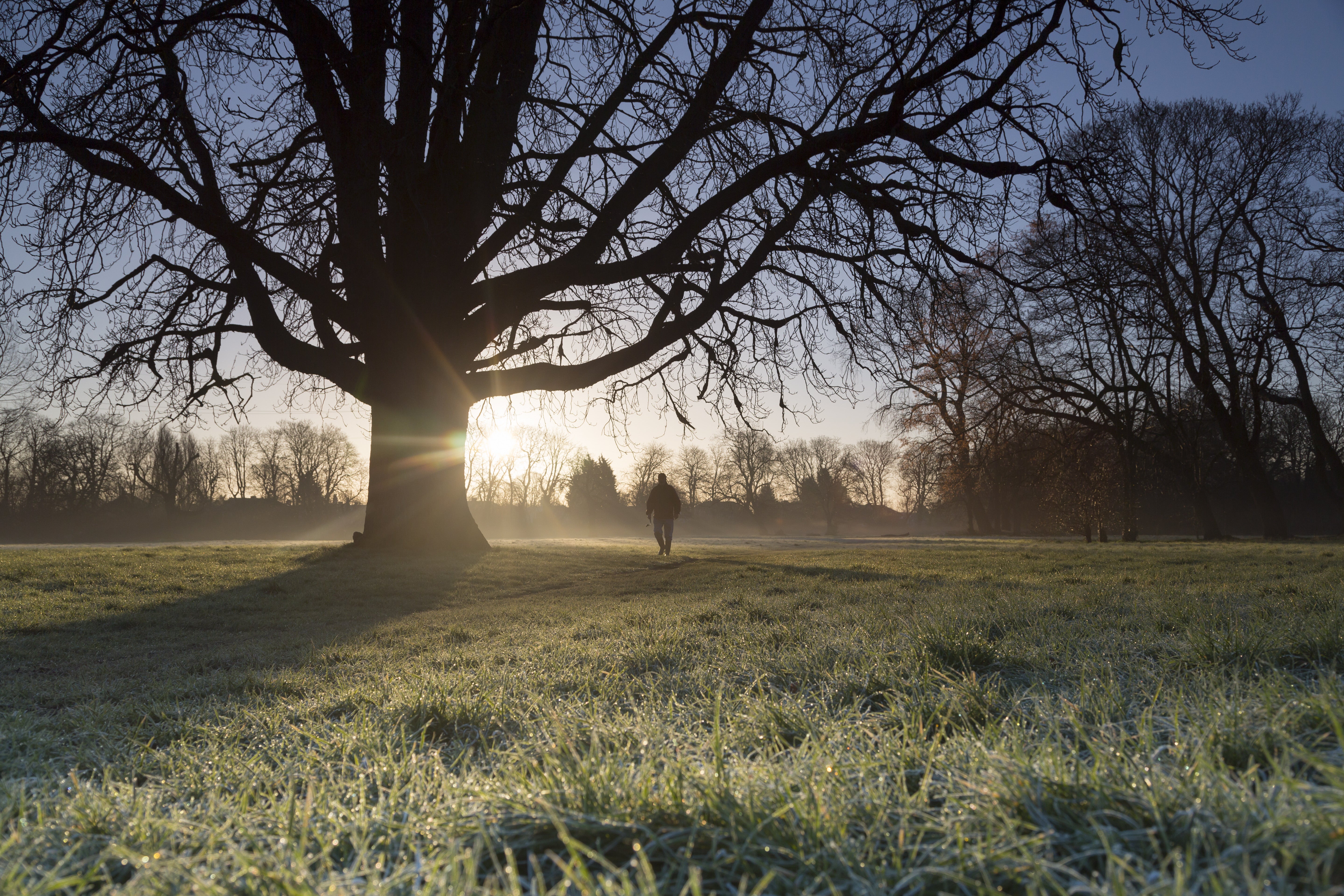 View of frosty landscape and sunshine through tree with man walking at Morden Hall Park, London, in the winter.