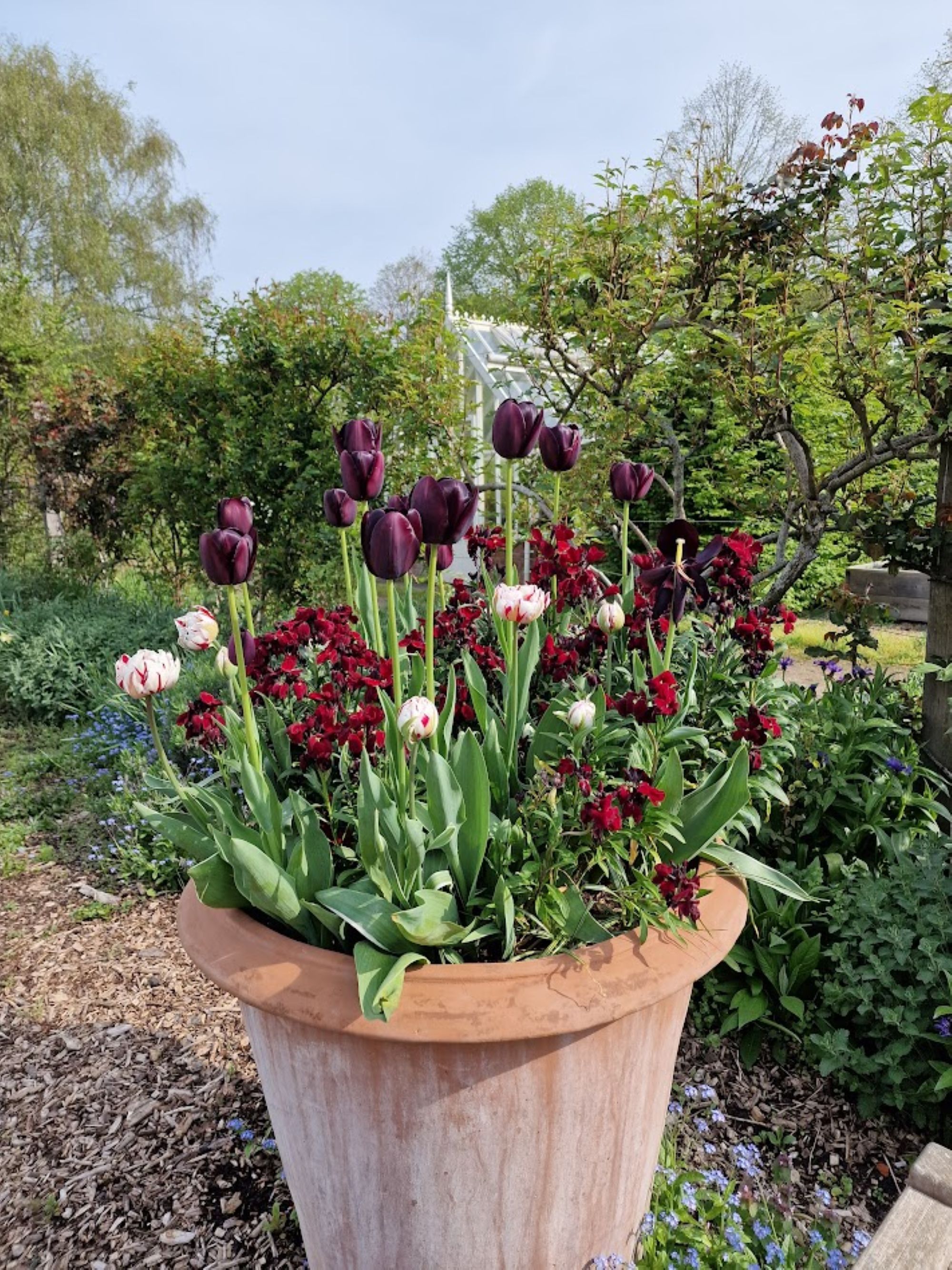 A terractta pot with dark-flowered tulips