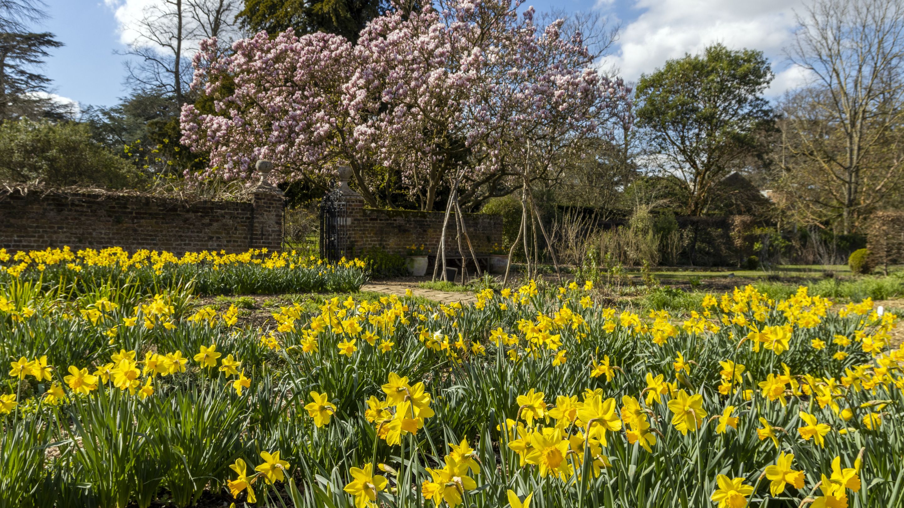 Osterley's spring garden with daffodils and blossom