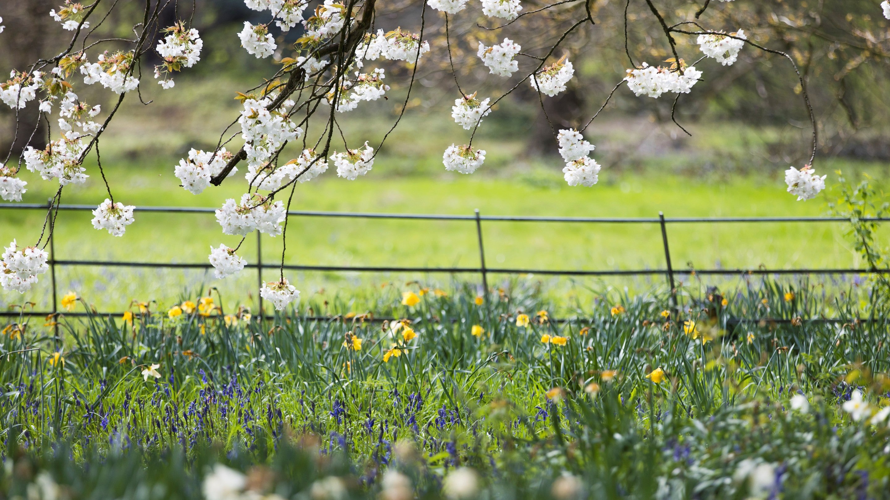 Daffodils in the foreground and white cherry blossom overhanding from tree above.