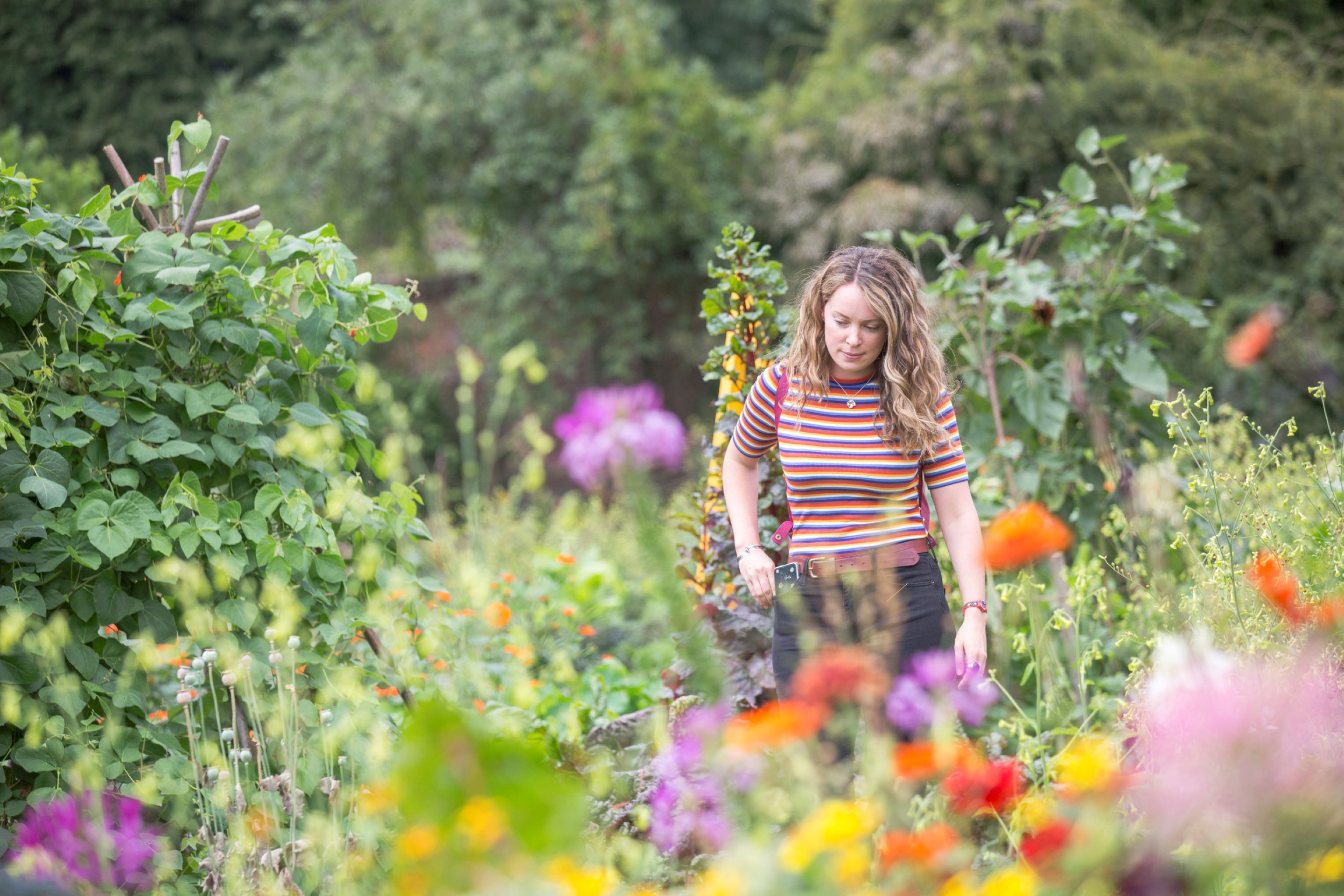 The Tudor Walled Garden at Osterley Park and House in summmer