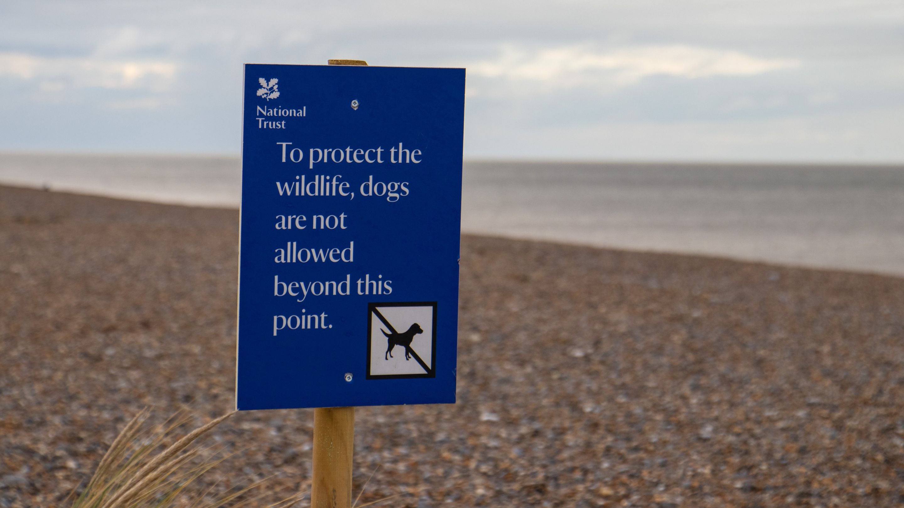 A blue sign on the beach at Blakeney Point which reads To protect the wildlife, dogs are not allowed beyond this point